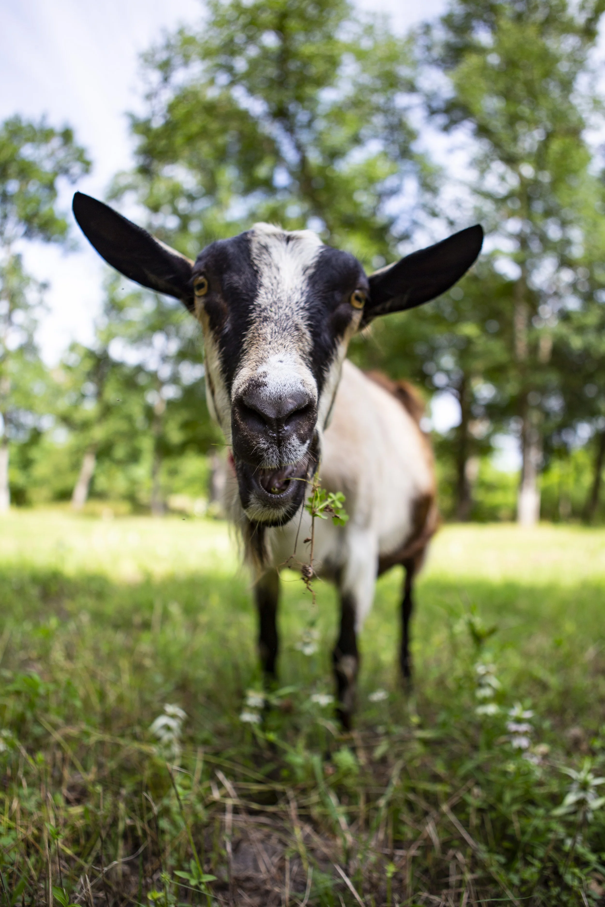 Close-up of a goat with black and white fur, standing in a grassy field with trees in the background.