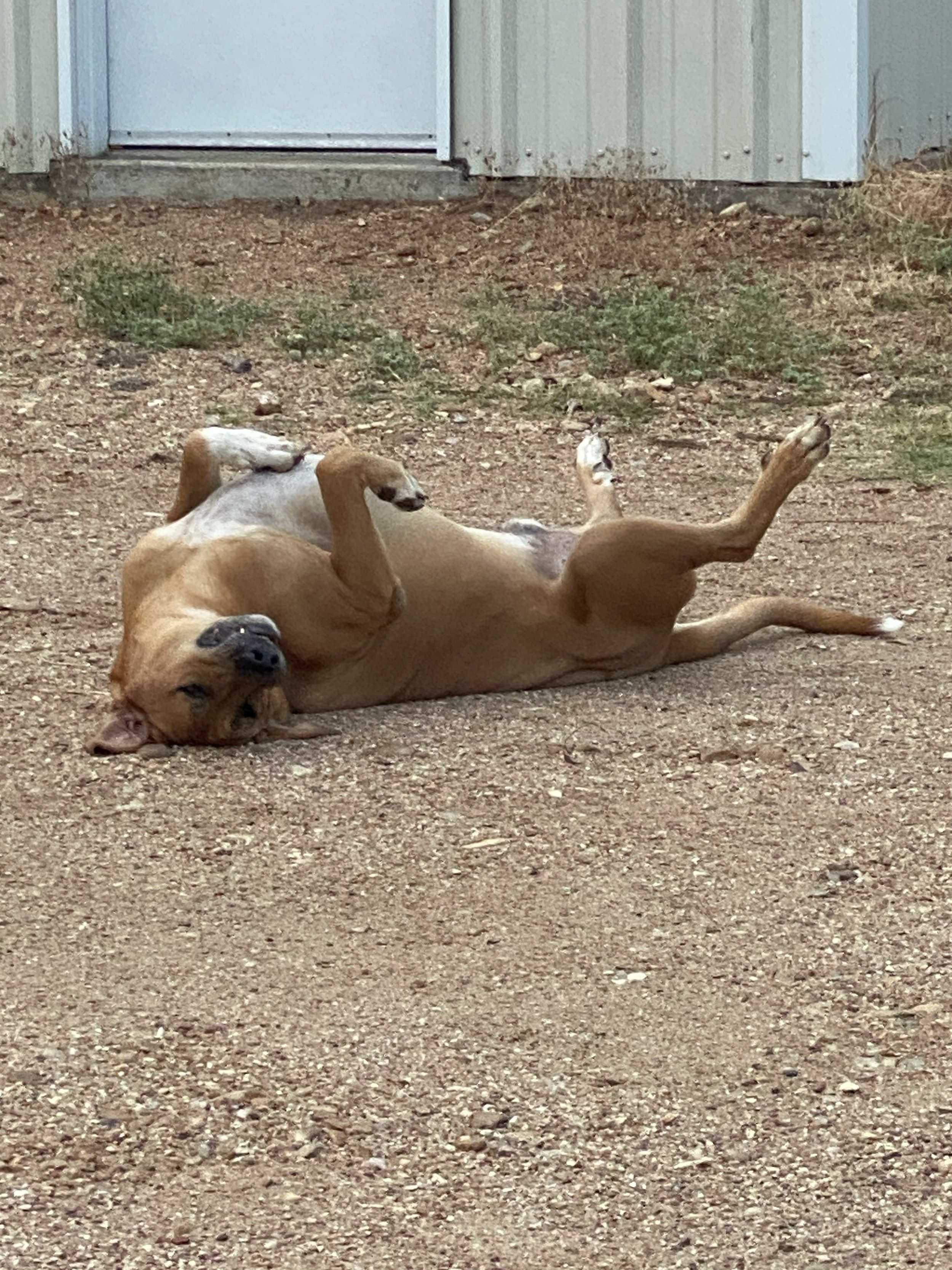 A dog lying on its back on a dirt ground outside near a building, with its paws in the air and looking relaxed.