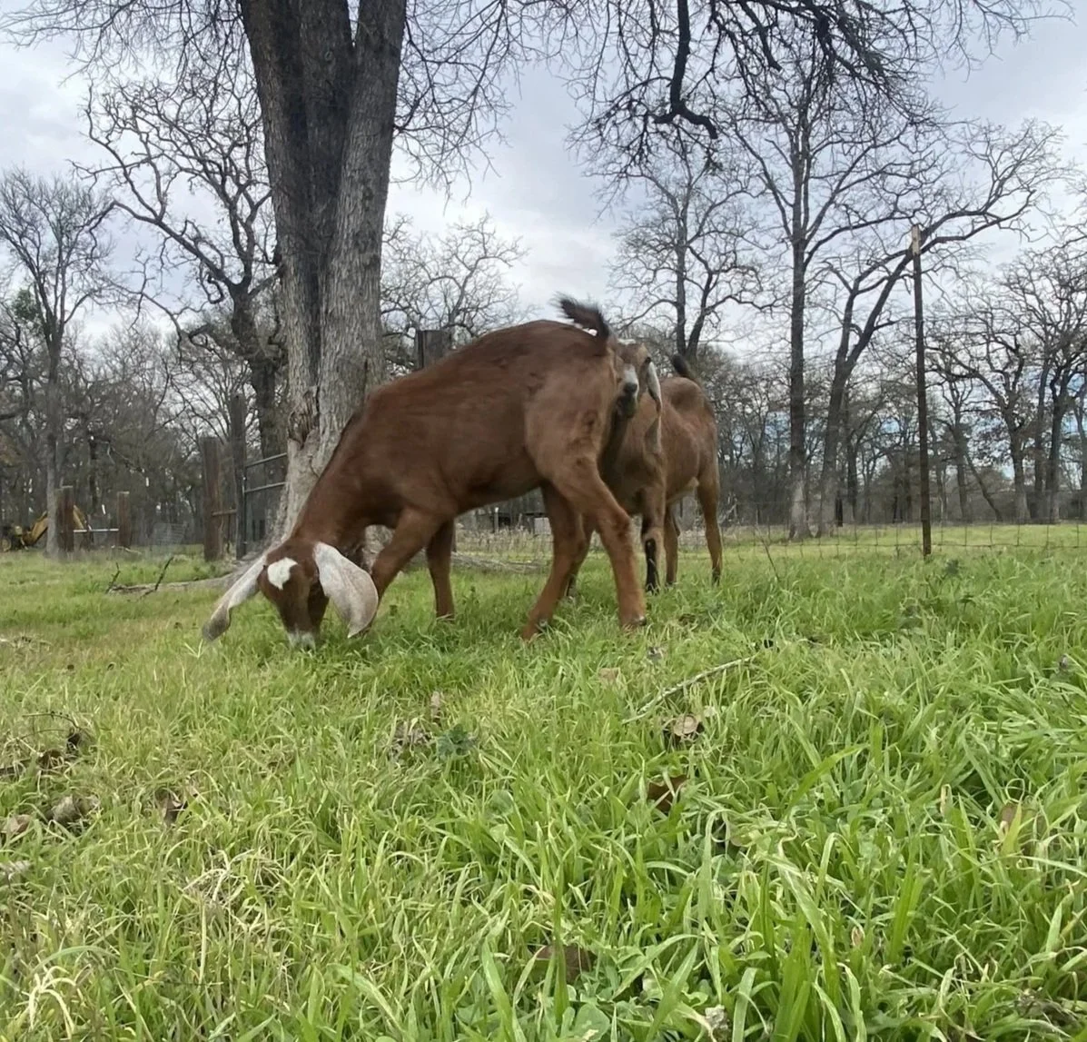 Two goats grazing on green grass near trees in a fenced outdoor area.