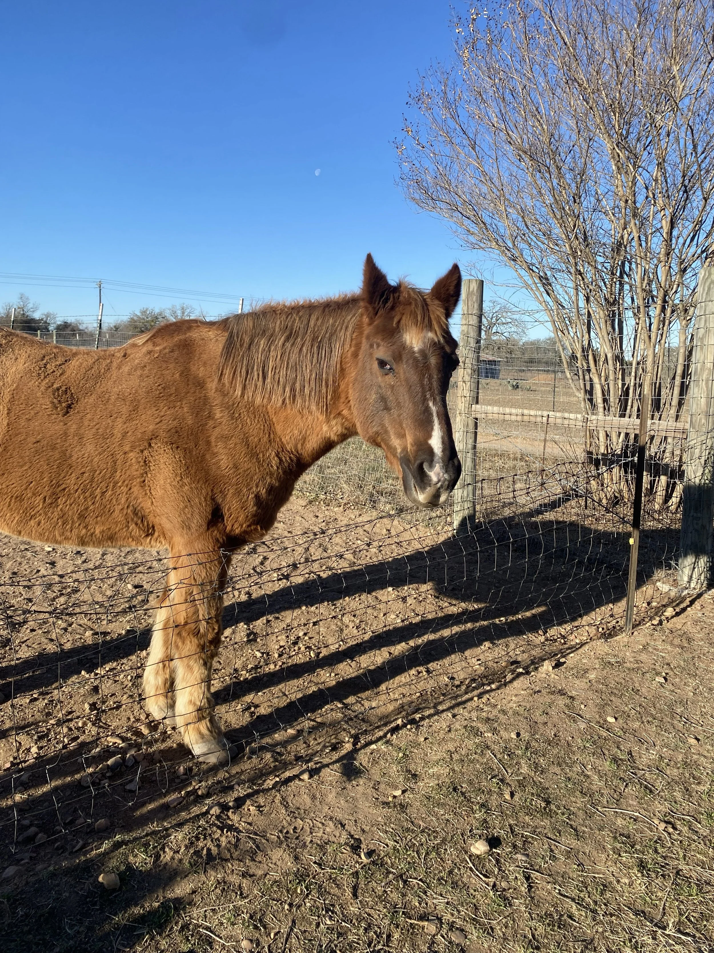 A brown horse standing behind a wire fence on a farm, with a leafless tree and blue sky in the background.