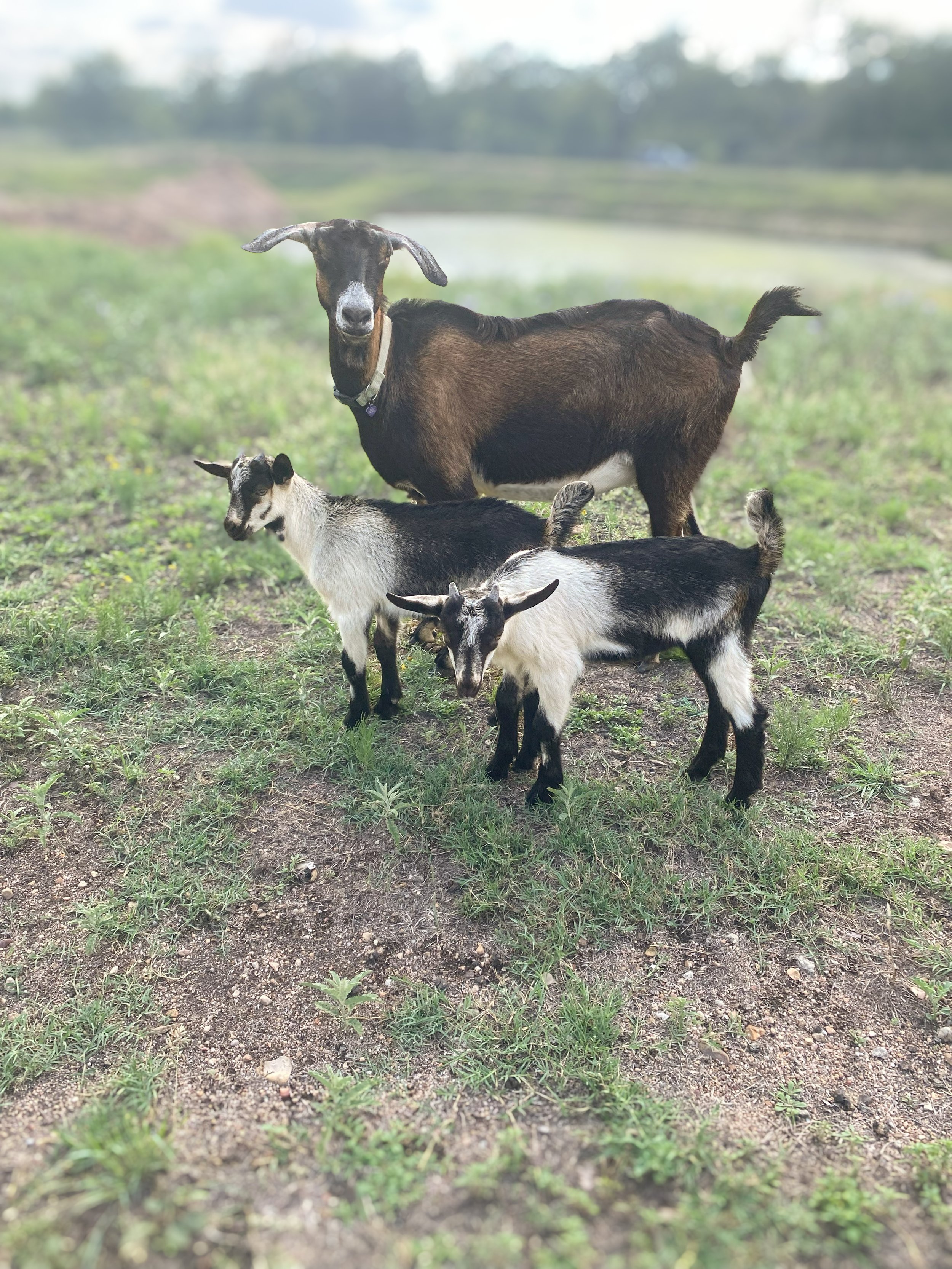 A brown and black goat with long ears and a neck collar with two smaller goats with black and white fur standing on grass near a pond in a rural landscape.