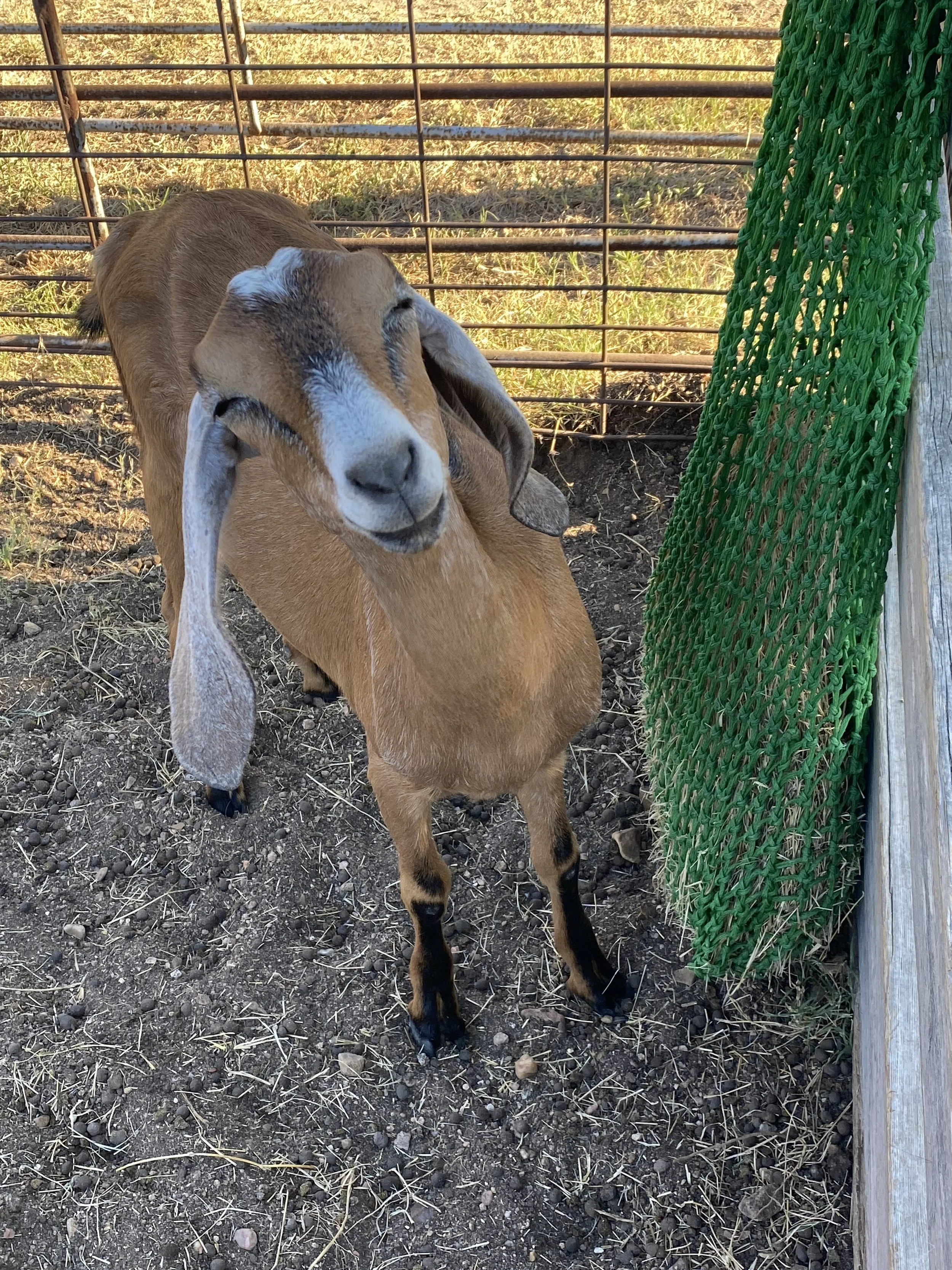 A smiling brown goat with long ears standing in a pen with a metal fence and a green hay net.