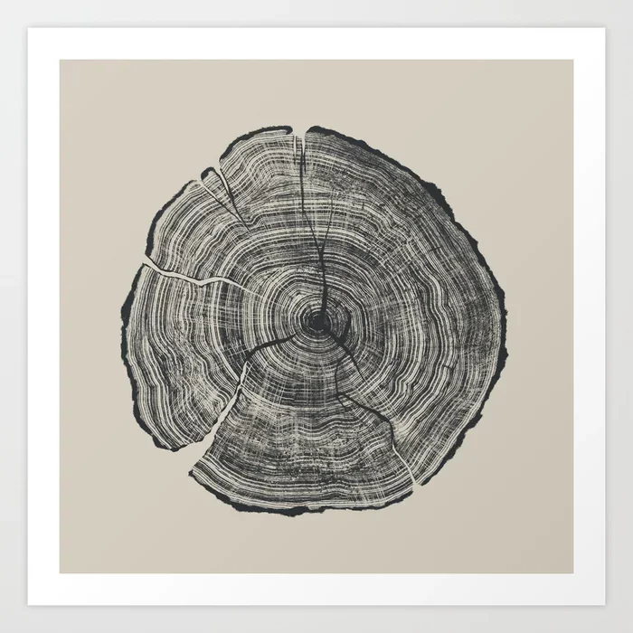 A cross-section of a tree trunk showing growth rings and cracks.