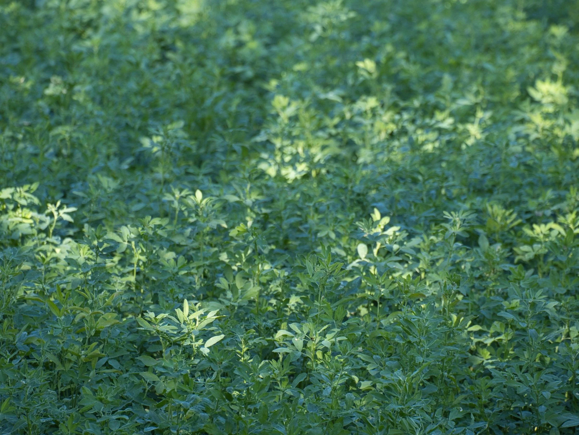 Janski Farms: Alfalfa Feed Quality &amp; Yield Trial
