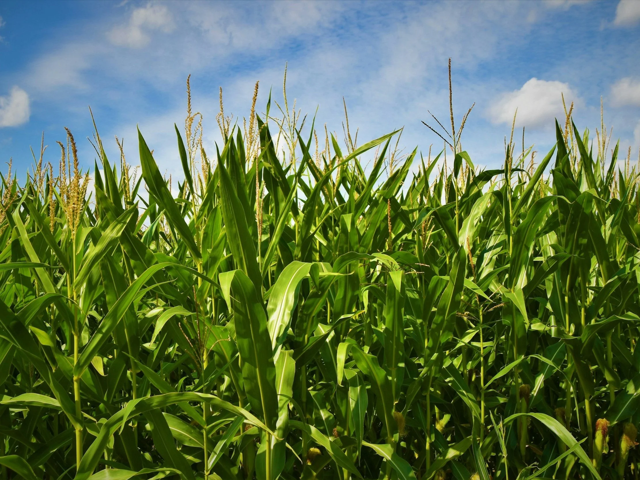 Performance Crop Research: Irrigated Corn Nitrogen Efficiency
