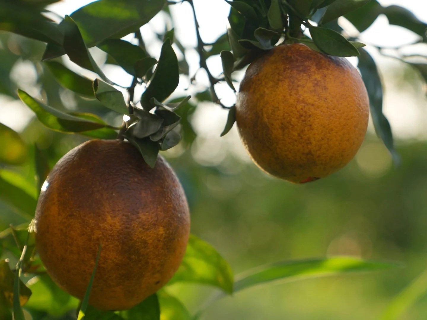 Squeeze Citrus: Nutrient Density &amp; Accelerated Flush