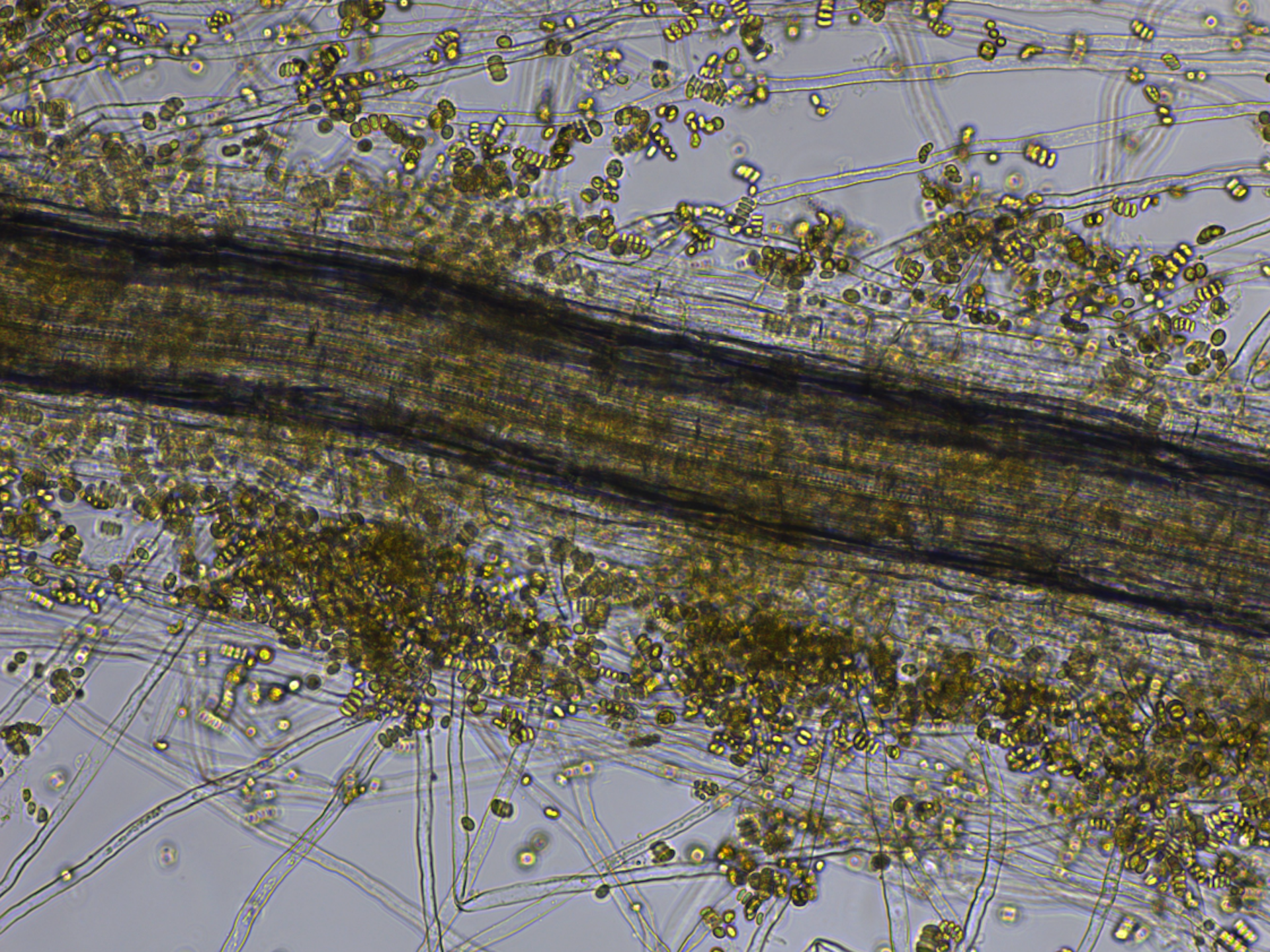 Rutgers University: Algae-Plant Symbiosis &amp; Root Growth (Parts I &amp; II)