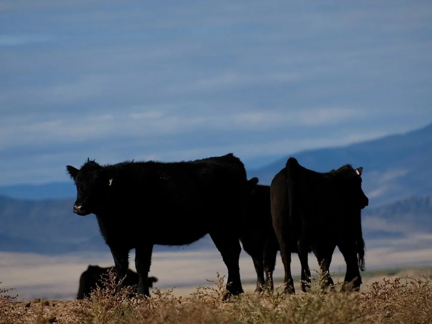 Billy Creek Ranch: Alfalfa Yield &amp; Fertilizer Replacement