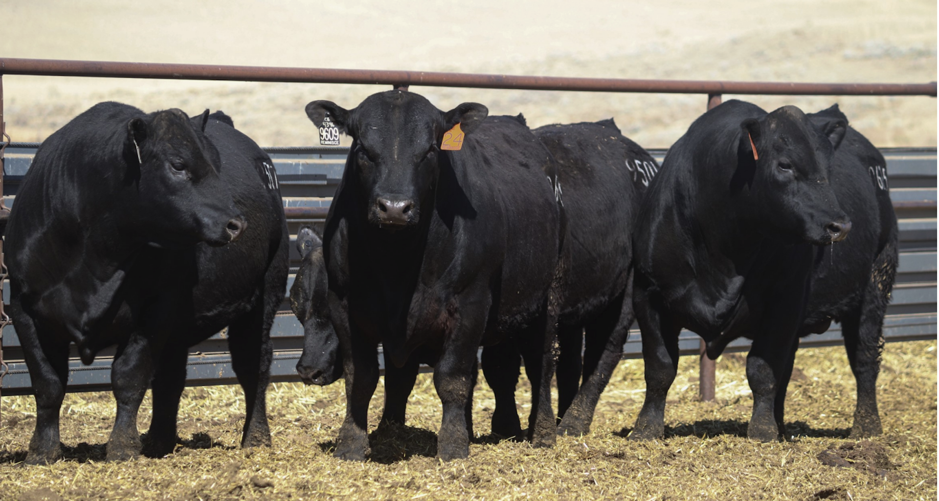 Reminisce Angus Ranch 2026 Bull Sale