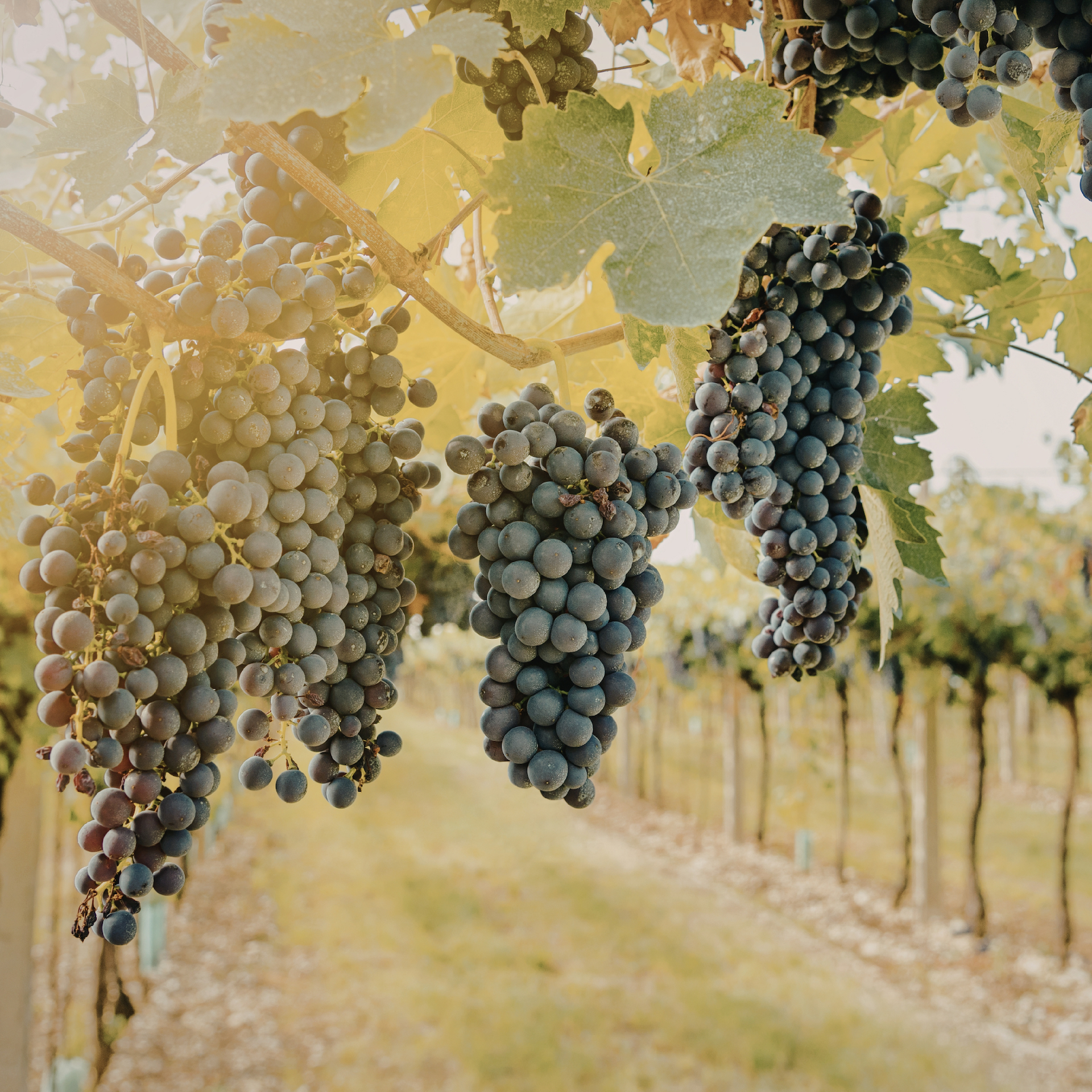 2025 Suisun Valley Vineyard Trial