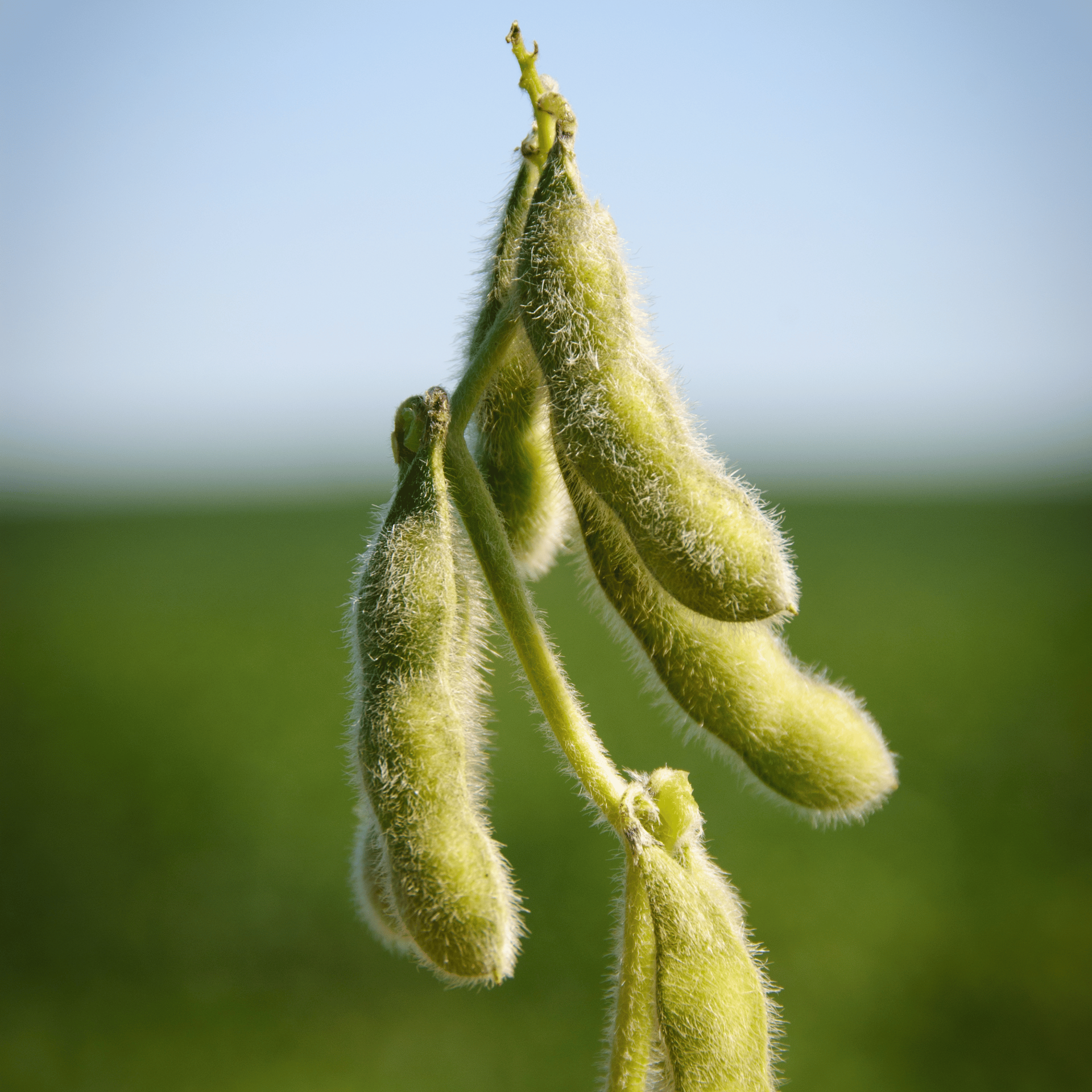 2025 Crossroads Ag Research Dryland Soybean Trial