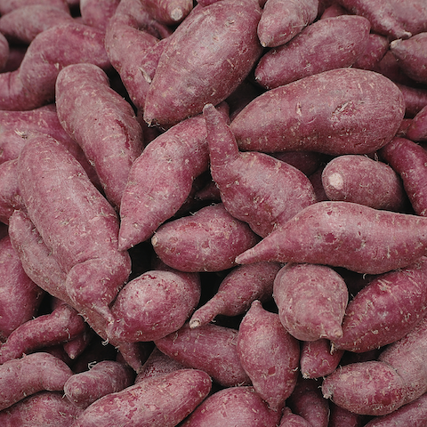 2022 Clemson University Sweet Potato Trial