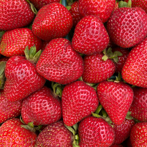 2025 Burton Strawberry Farm Trial