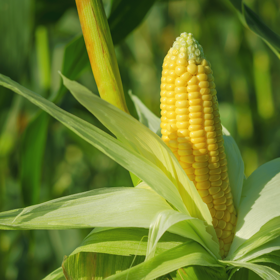 2024 Total Acre Corn Trial