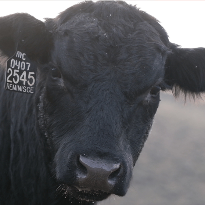 Kansas Beef | Unruh Brothers Cattle Co.