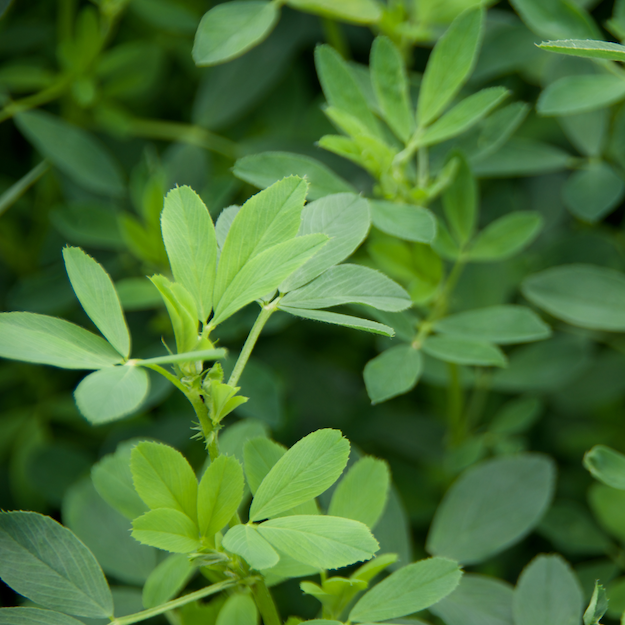 Montana Alfalfa &amp; Pasture | JBK Ranches