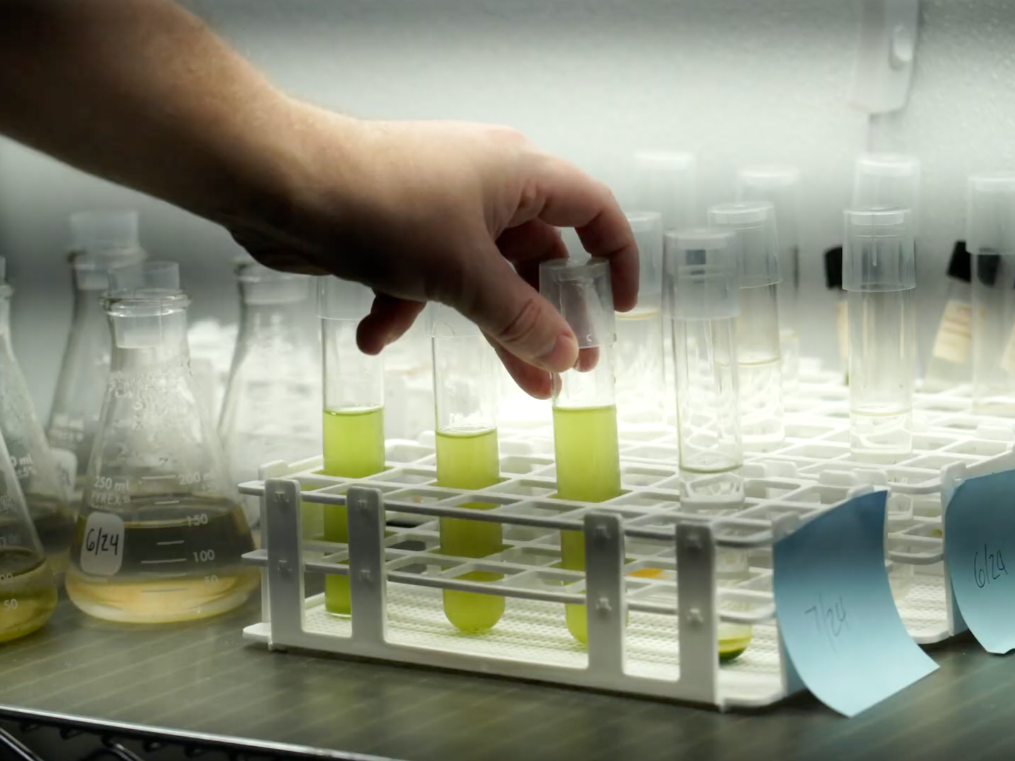 A person's hand placing a test tube with yellow liquid into a rack among other test tubes containing similar yellow liquids in a laboratory setting.