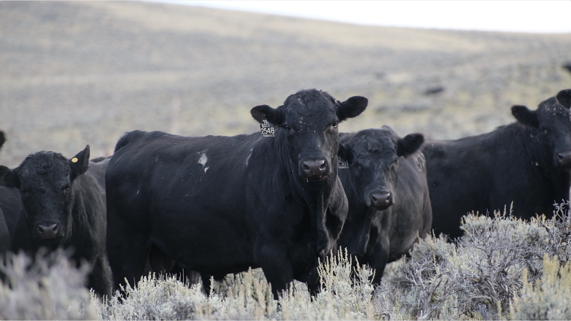 Heifer USA: Arkansas Beef &amp; Soil Health Trial