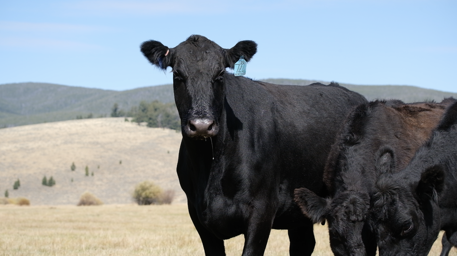 A black cow standing in a grassy field with rolling hills and mountains in the background.