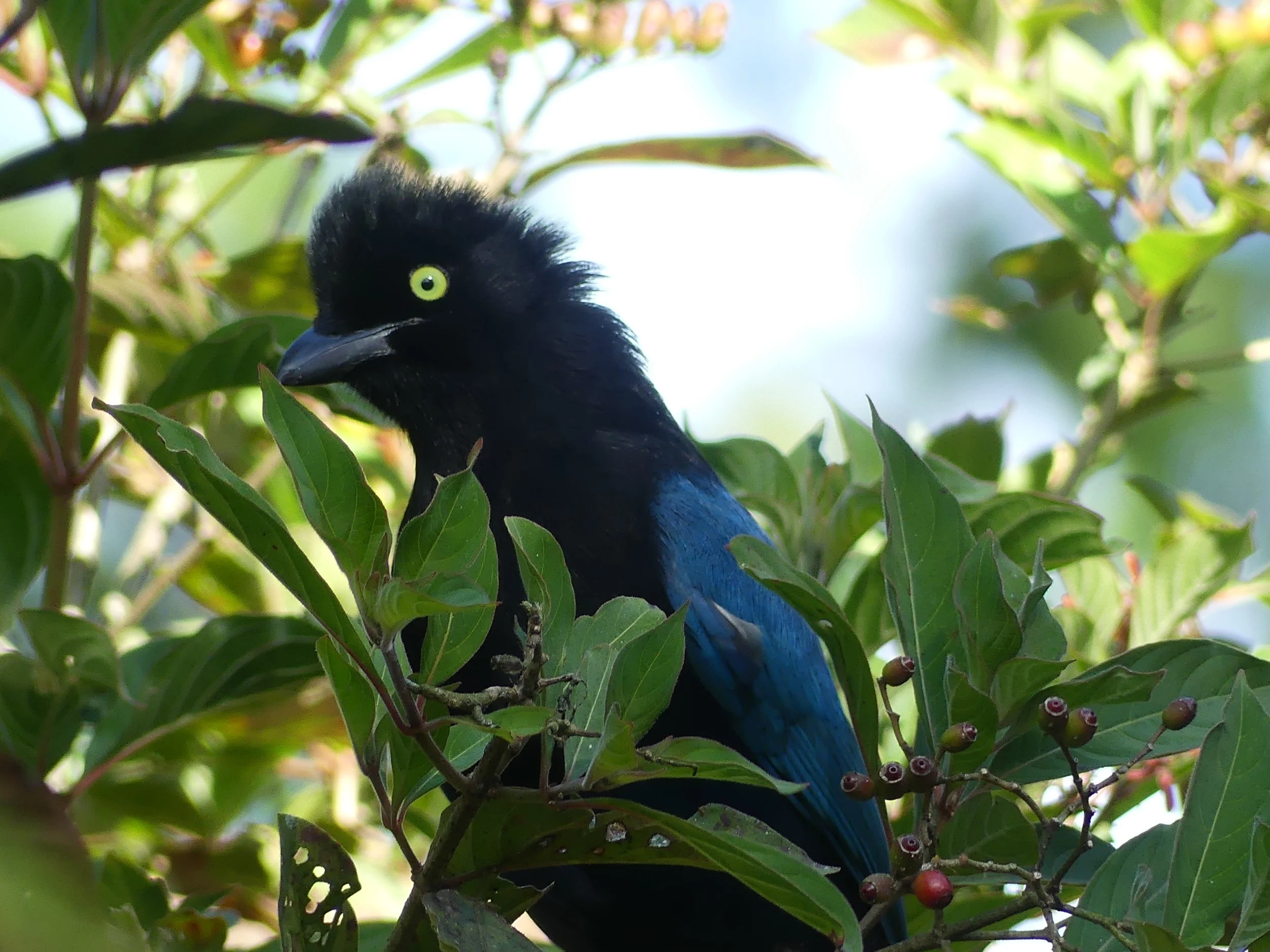 oiseau bleu noir.JPG
