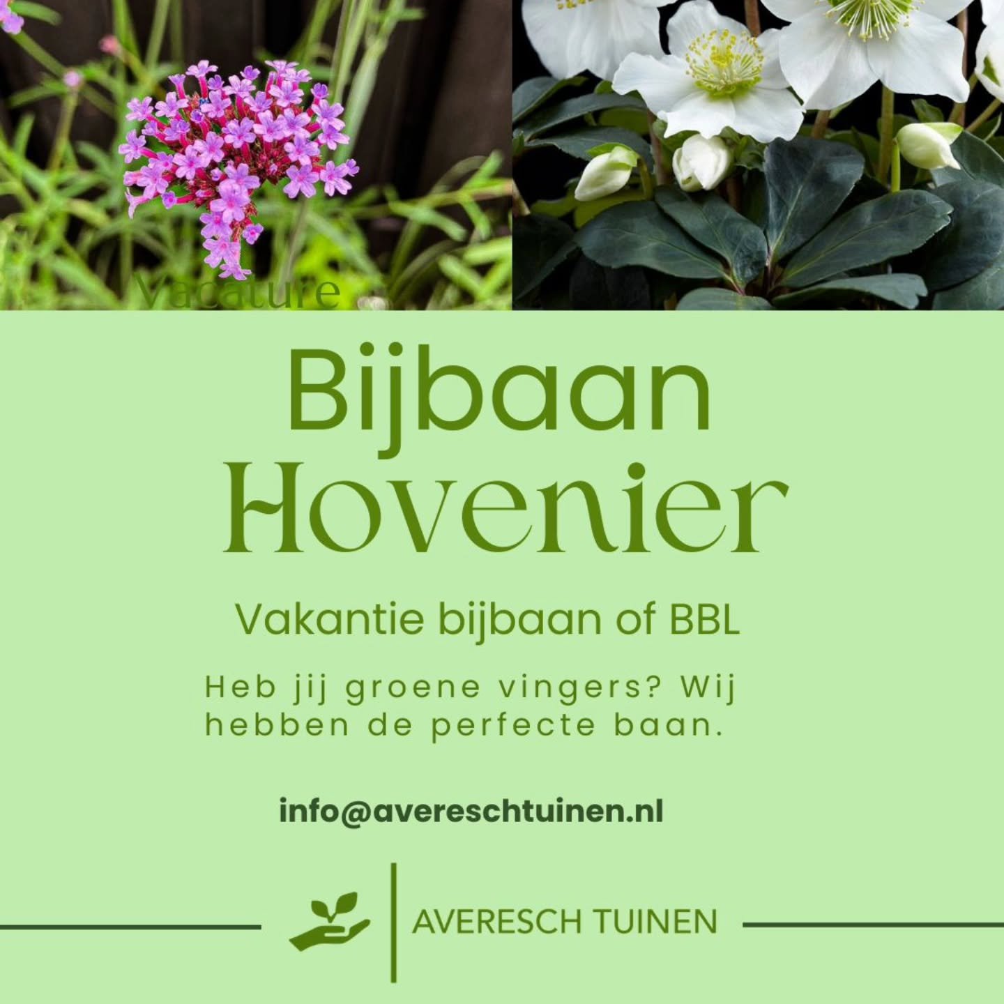 VACATURE

Wij zijn op zoek naar een gemotiveerde schoolverlater of BBL-leerling die graag de handen uit de mouwen steekt als hovenier. 🌿

Wat verwachten we?
- Je werkt doordeweeks mee in de tuin en leert het vak in de praktijk. 
- Je houdt van buite