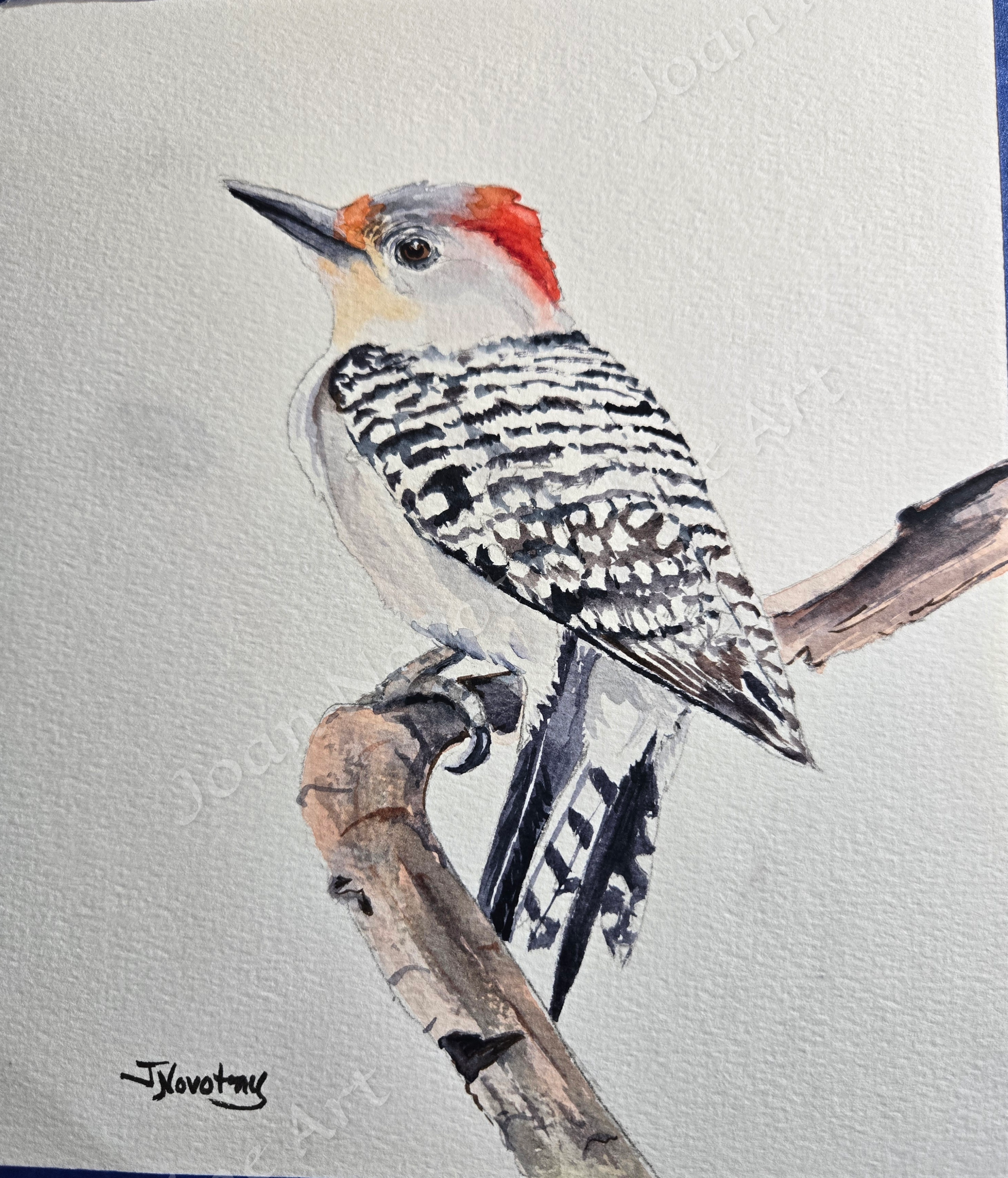 Red Bellied woodpecker.png