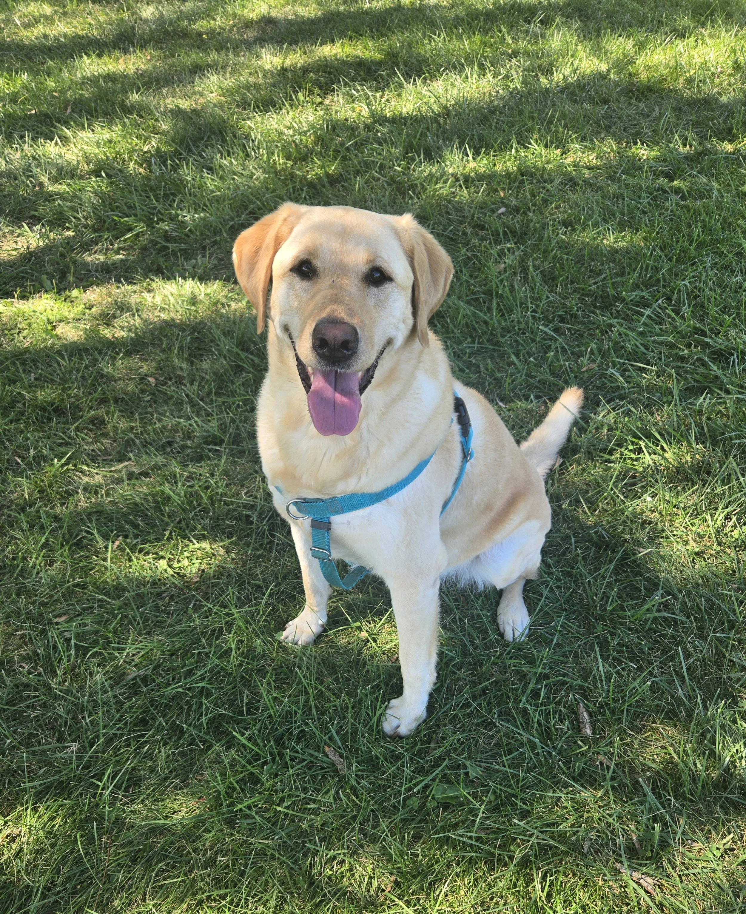 A happy yellow Labrador retriever sitting on grass in a park, wearing a blue harness, with a joyful expression and its tongue out.
