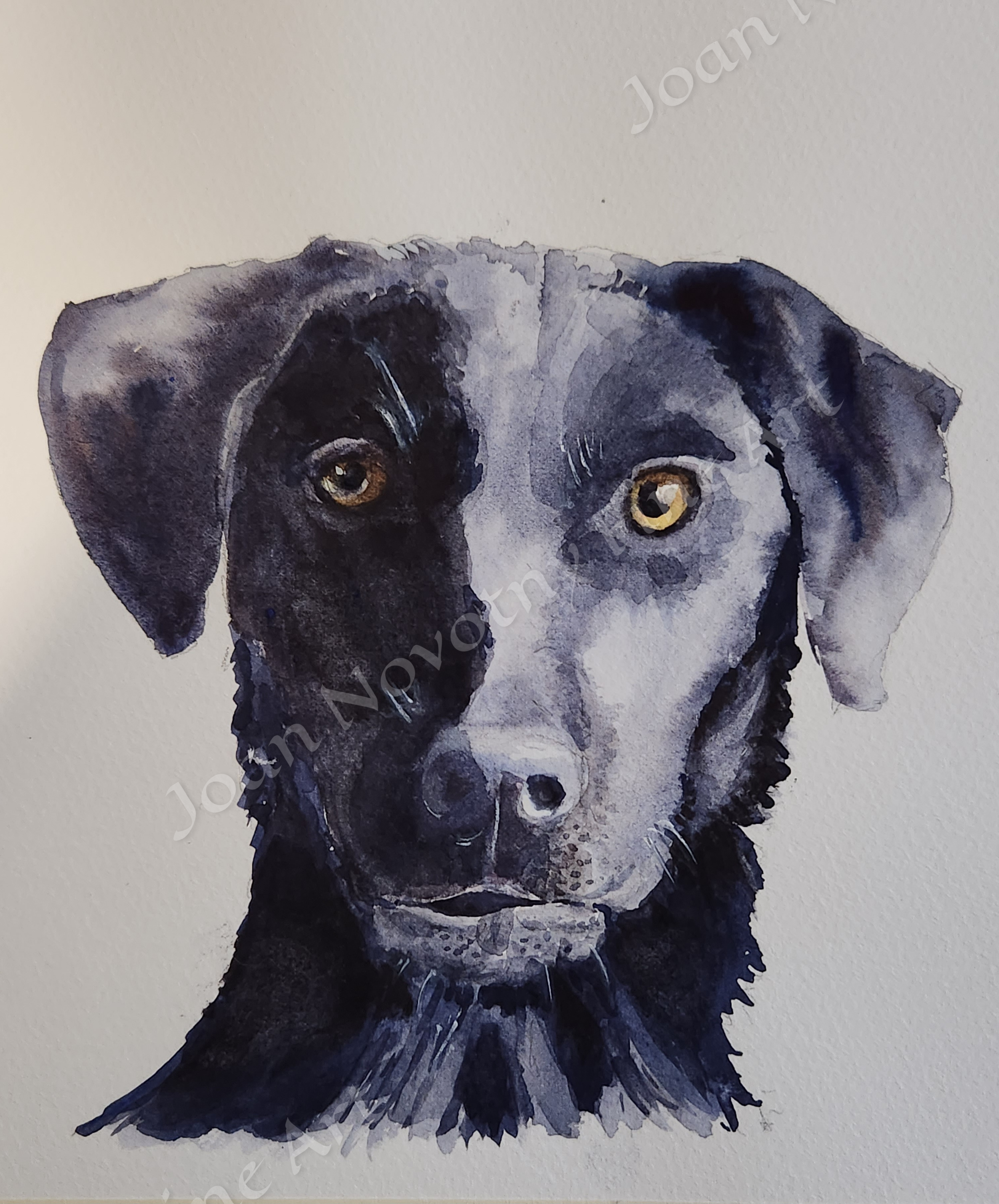 Watercolor painting of a black and gray dog with amber eyes, facing forward.