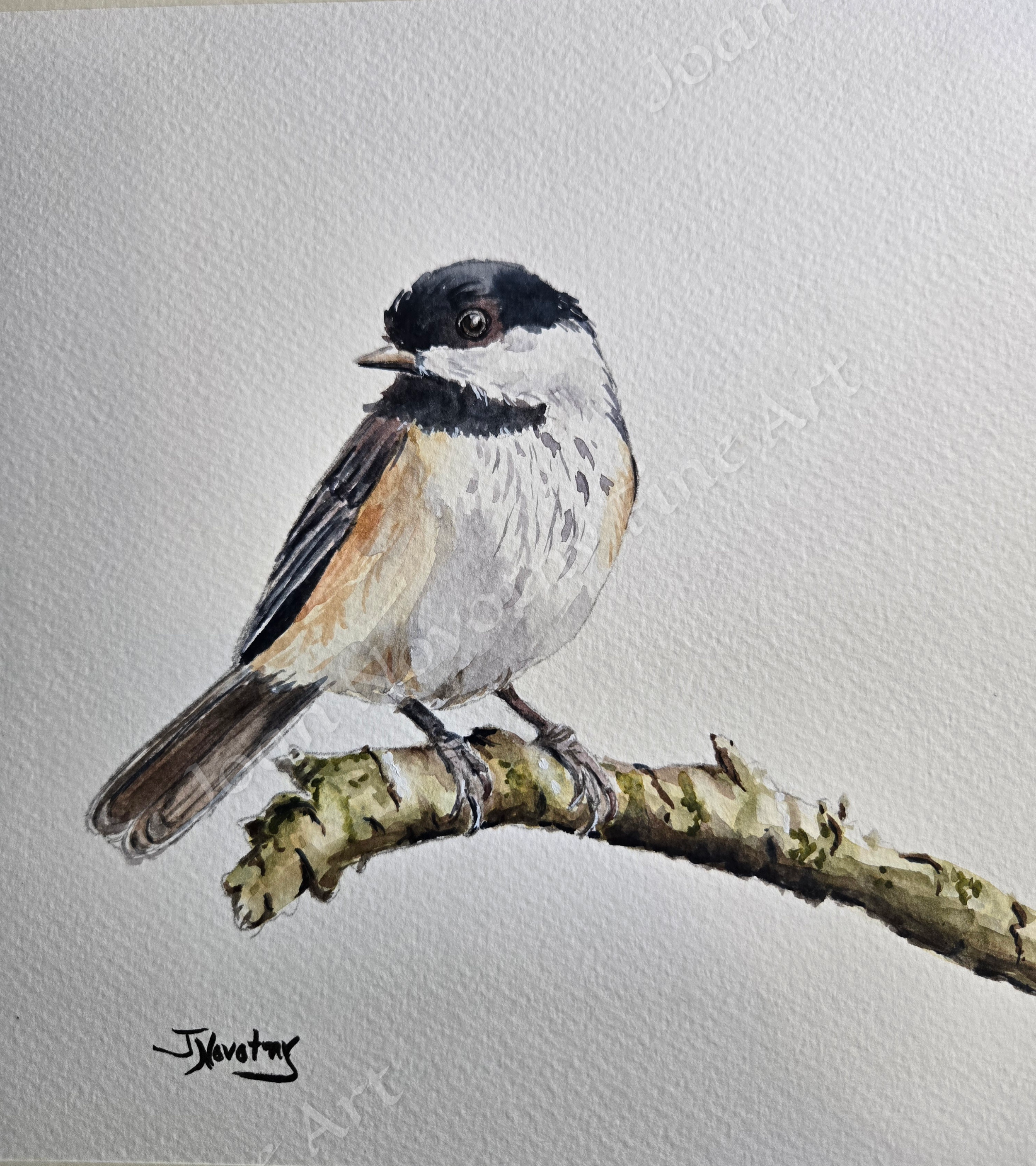 chickadee.png