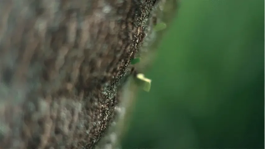Close-up of tree bark with ants carrying green leafs.