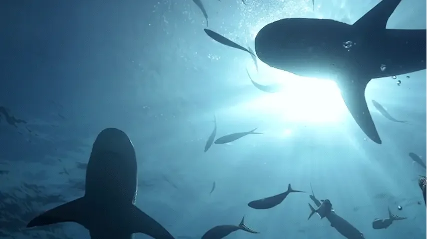 HUAWEI - The Shark Dancer