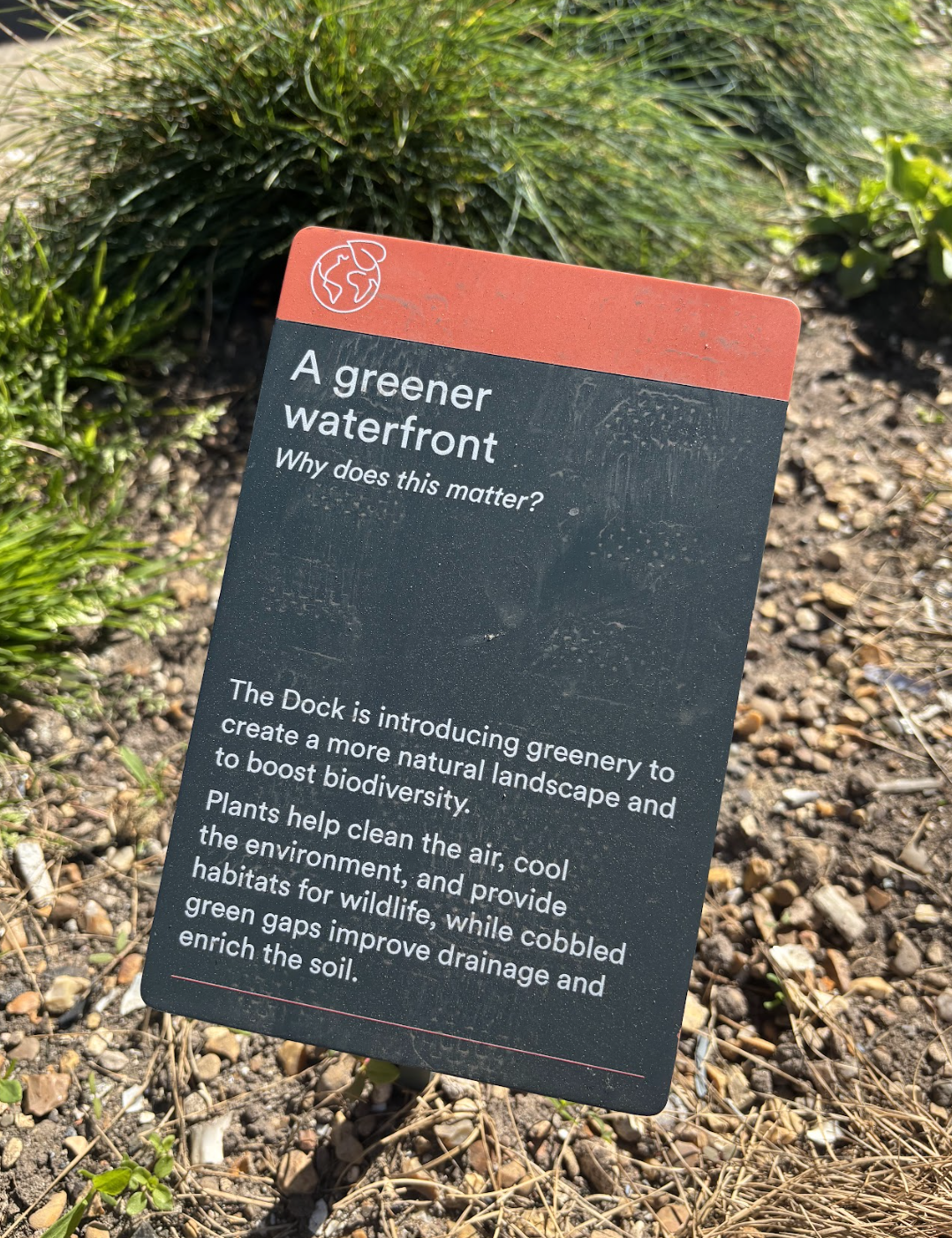A sign card placed in a garden bed with green plants and soil, titled 'A greener waterfront' explaining the environmental benefits of planting greenery near water areas.