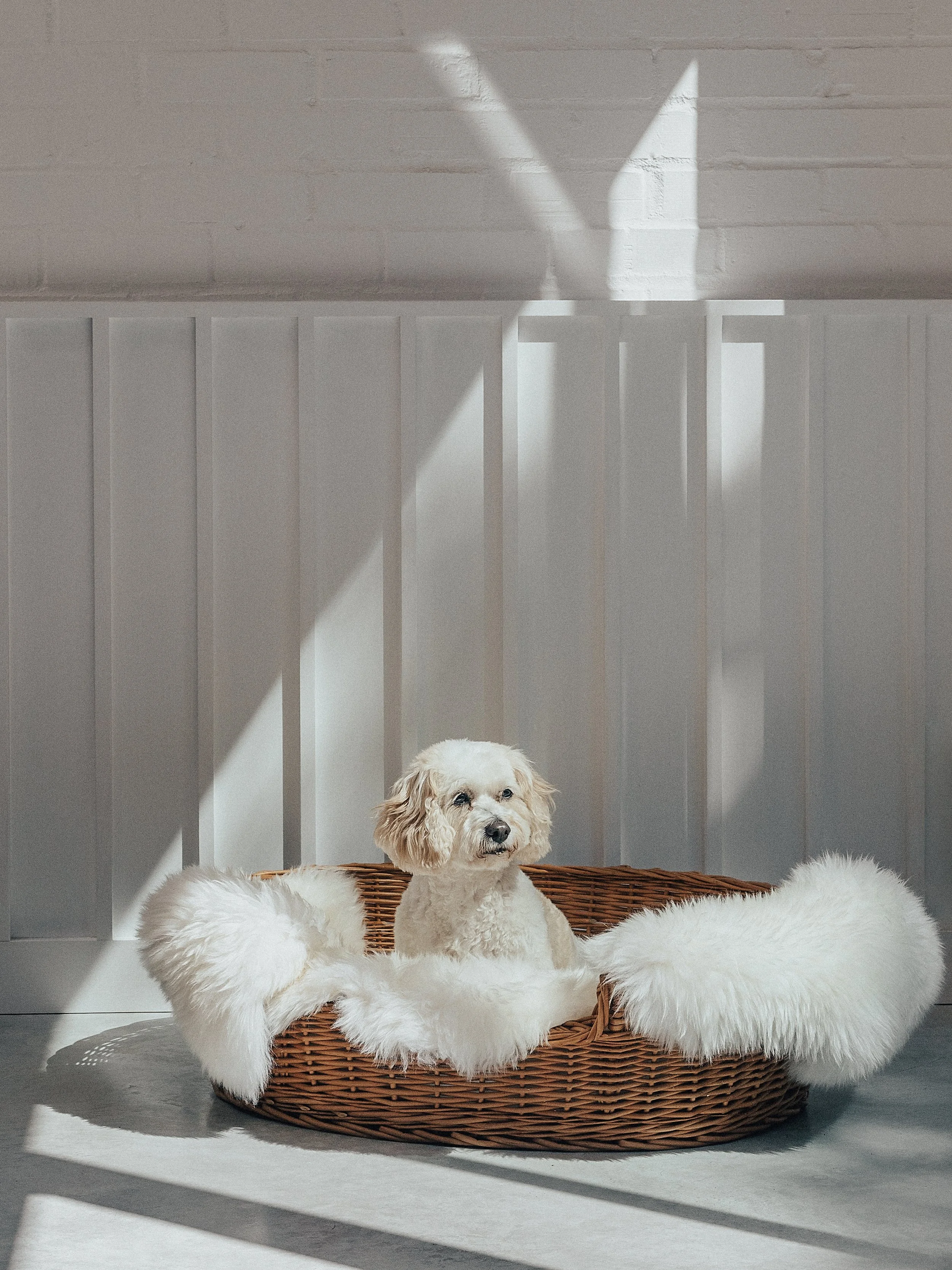 Studio Varey Huron House - Daisy.jpg