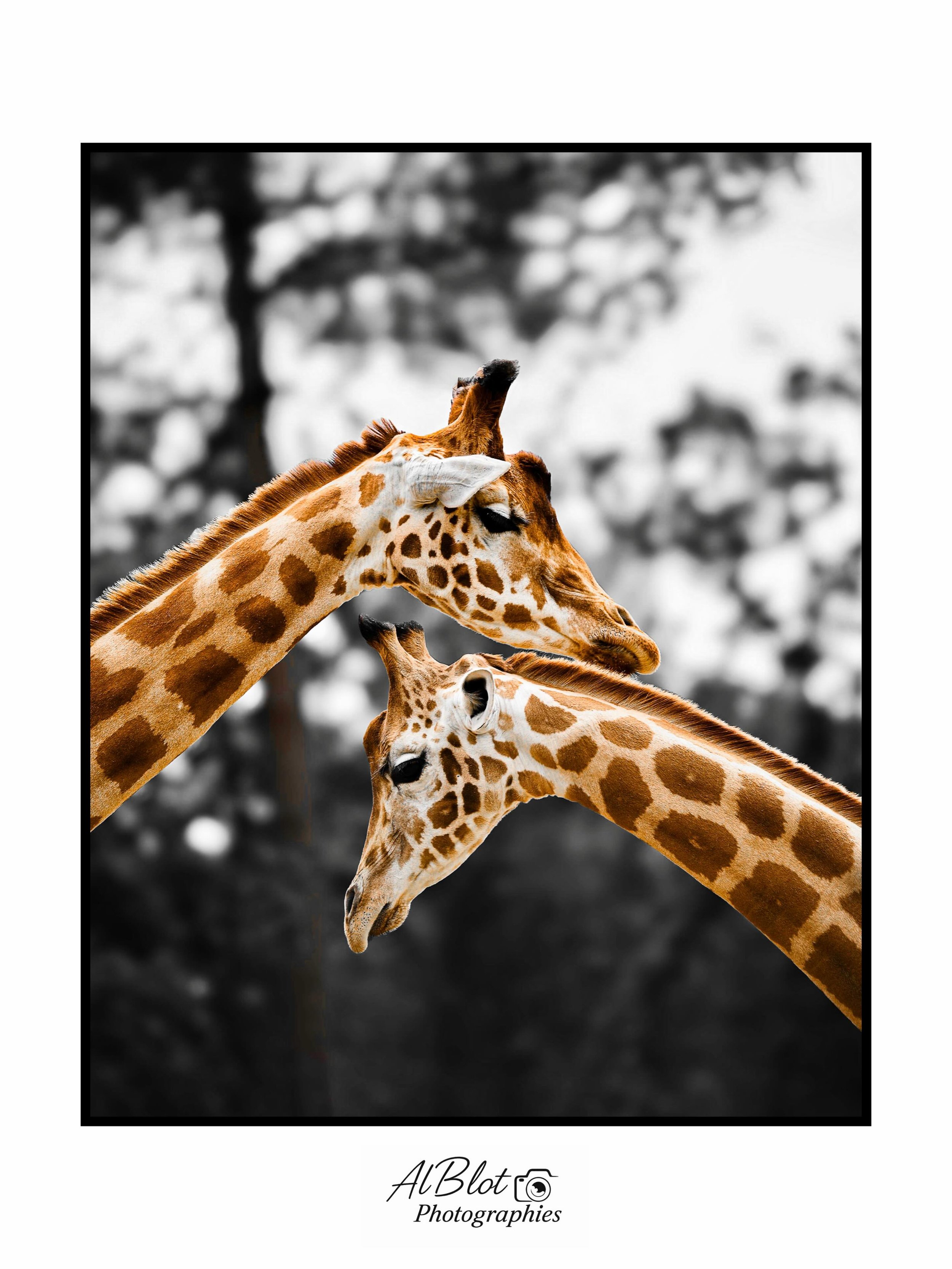 🦒✨