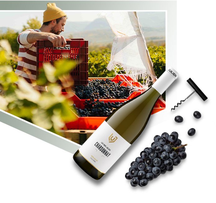 A man harvesting grapes in a vineyard, with a bottle of Chardonnay wine and a bunch of grapes in the foreground.