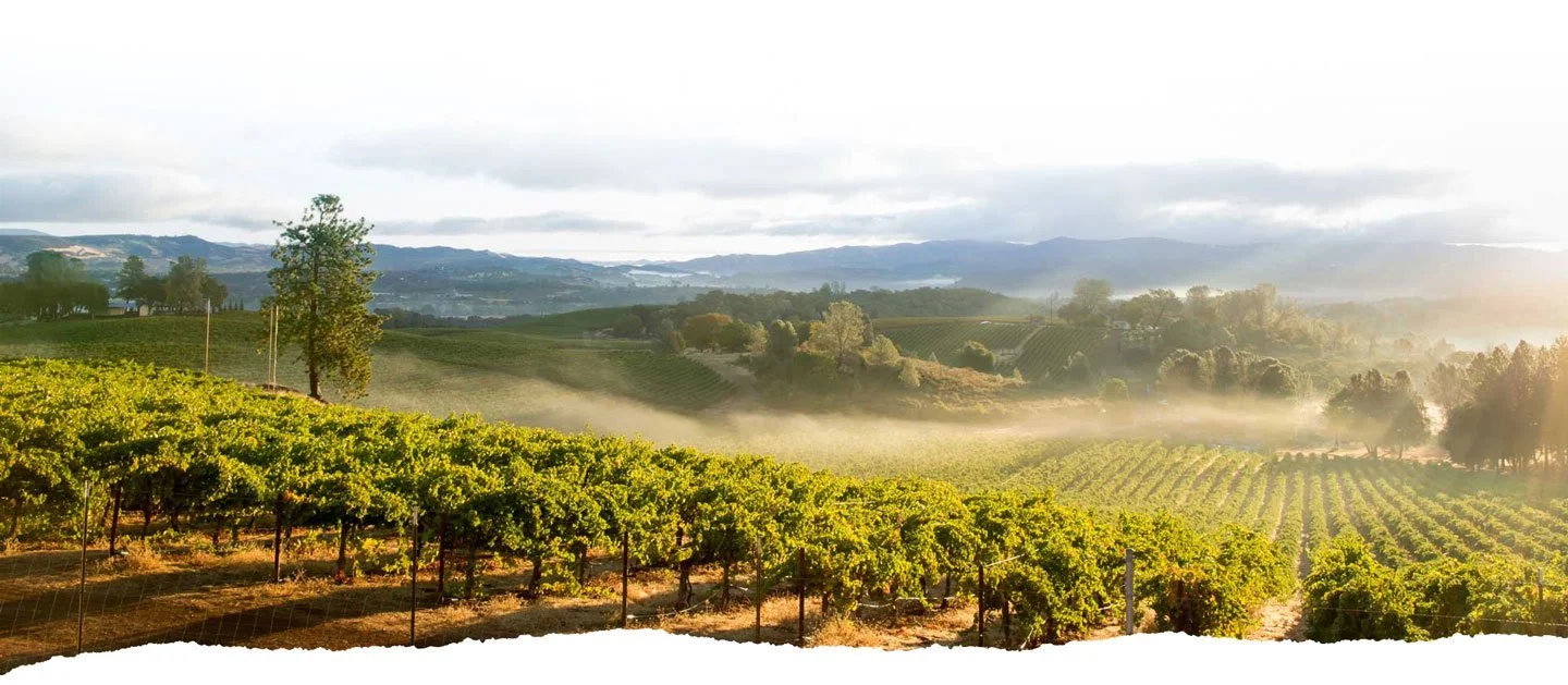 Vineyard with green grapevines, rolling hills, and distant mountains on a misty morning.