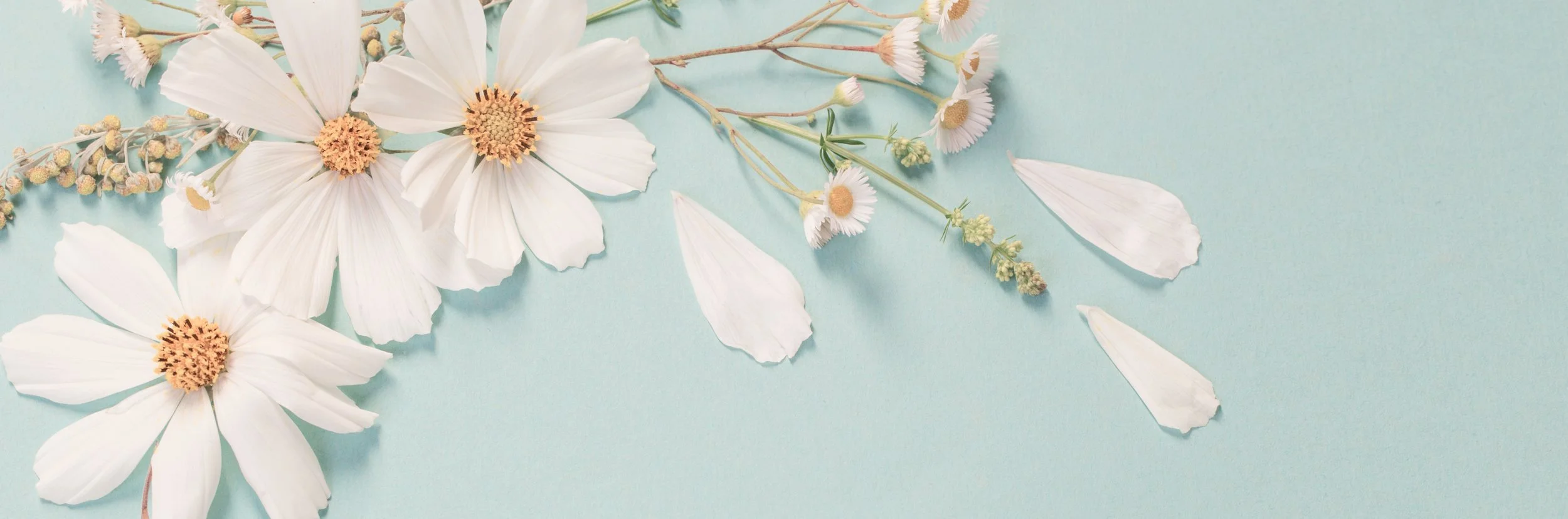 Small white flowers against a blue-green background