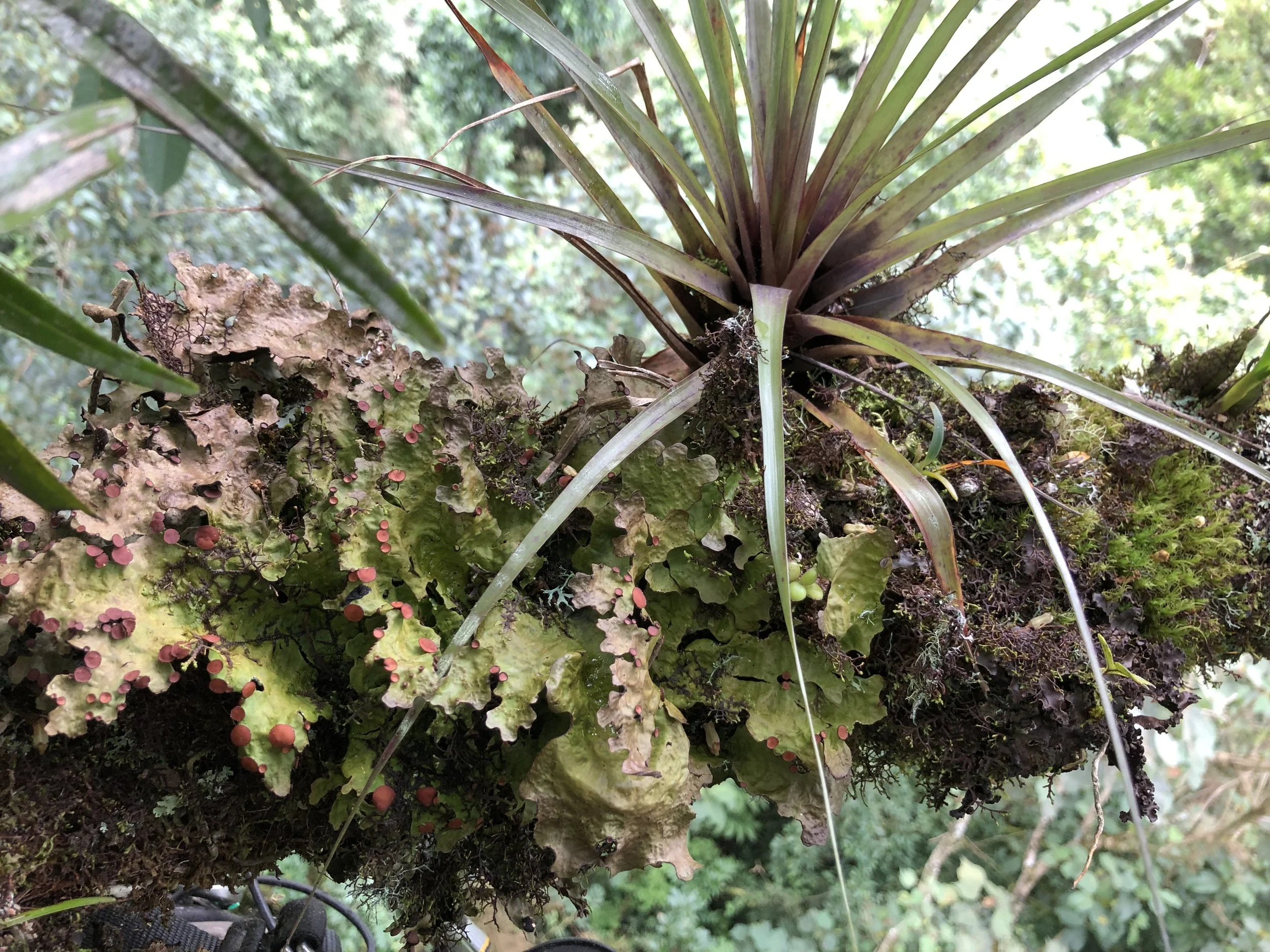 Epiphytes in the Canopy