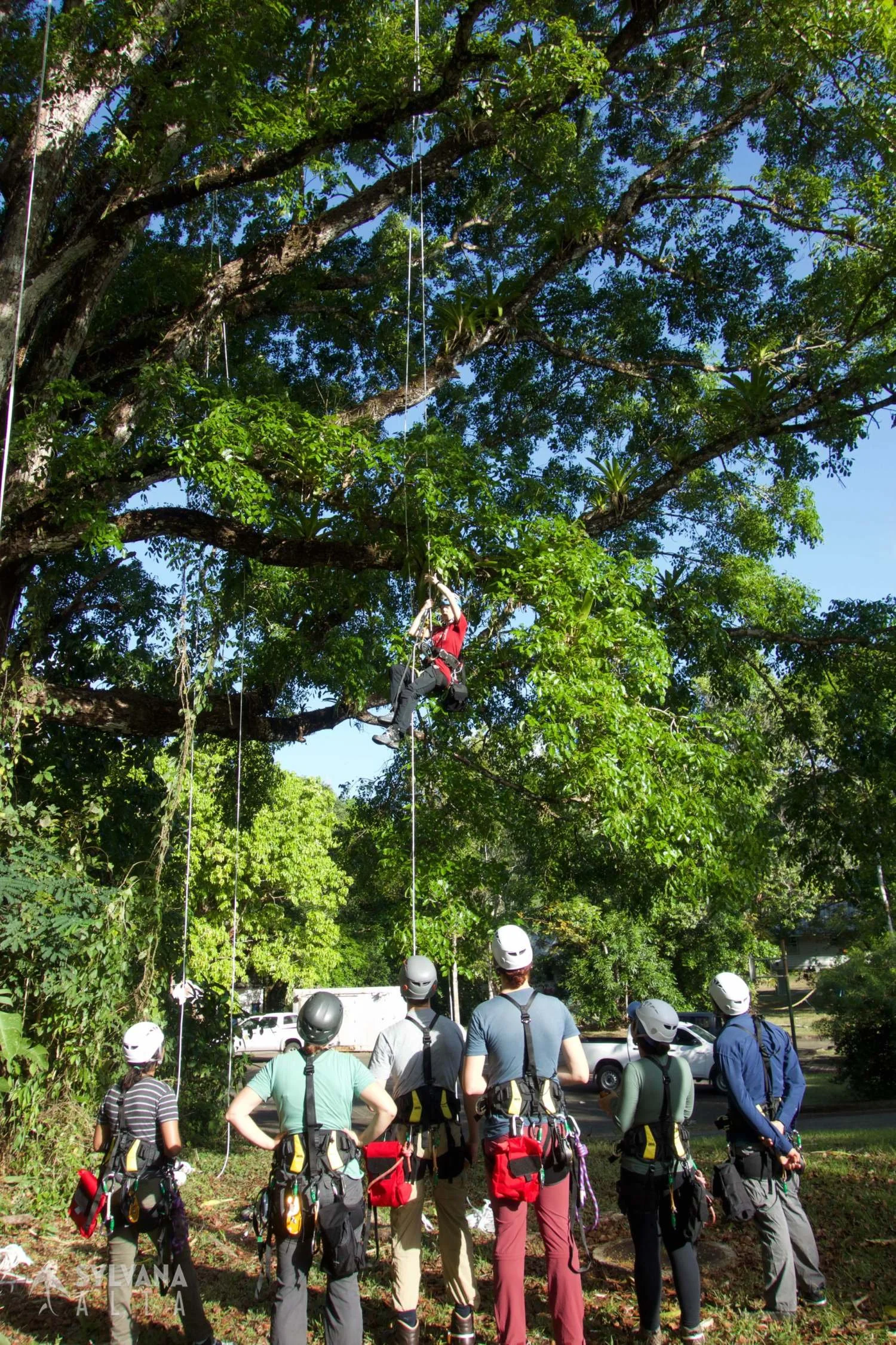 Climb Trees. Plant Trees
