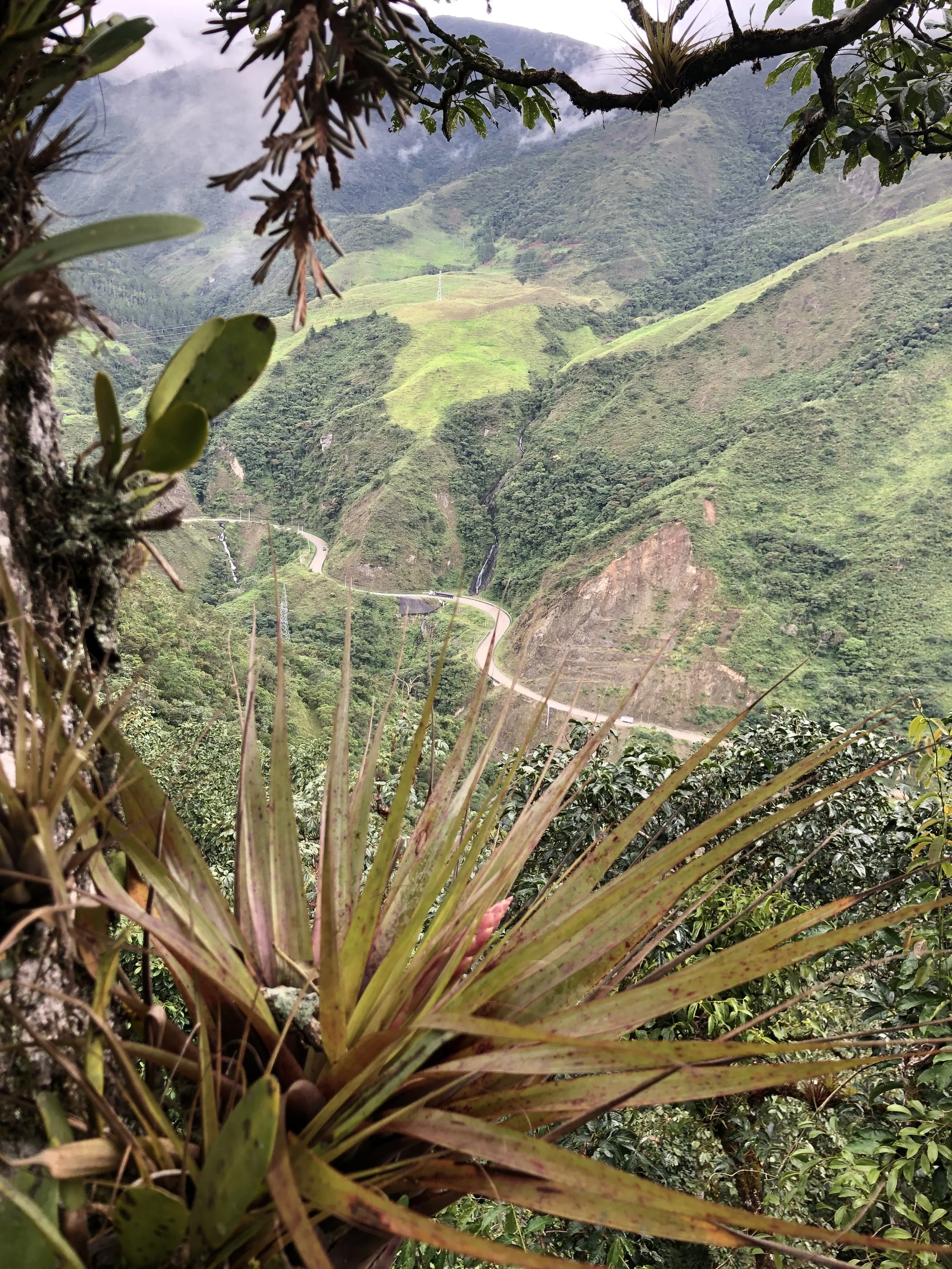 Phenology of Cloud Forests