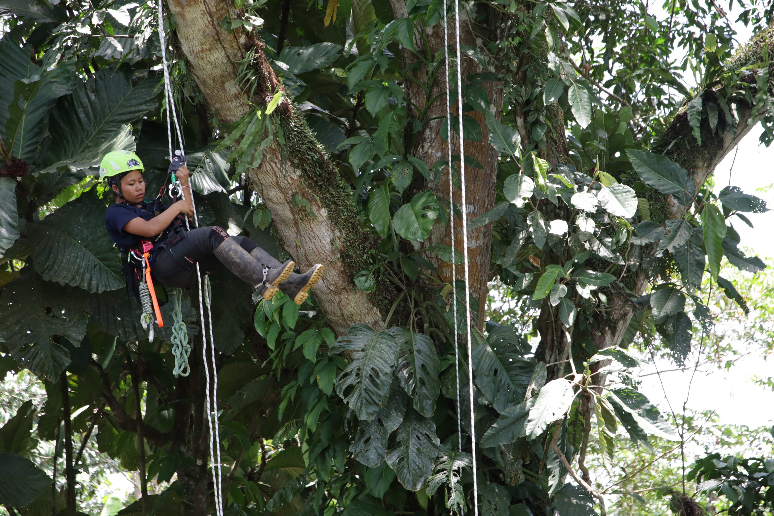 Nih Descending