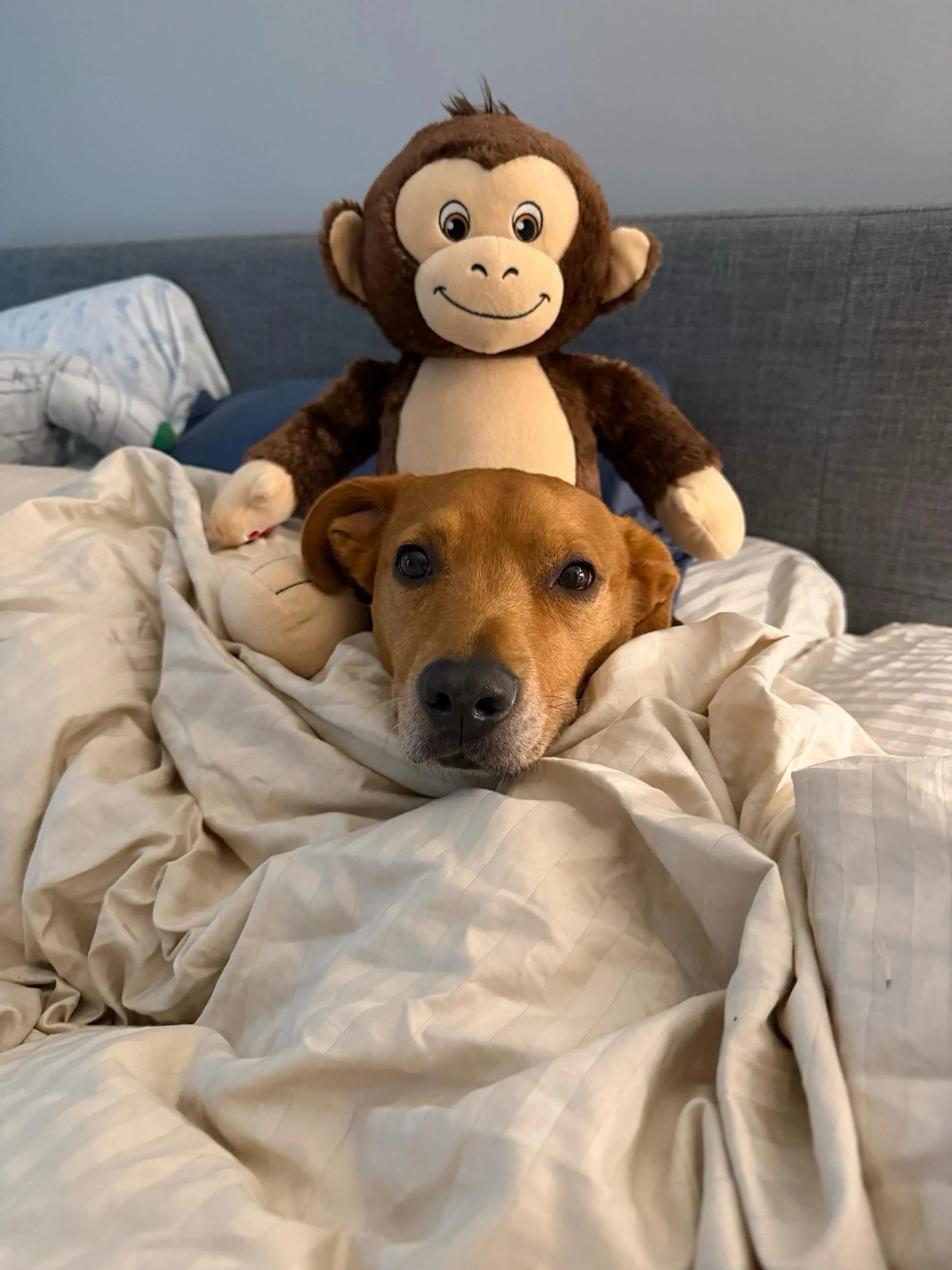🐾 Meet Juno, our Pet of the Month! 🐶💛
Juno has officially stolen the hearts of the Quincy Lofts community, and we couldn&rsquo;t think of a more deserving pup to celebrate! 🏆✨

Help us give Juno a big round of applause (and maybe a few extra trea