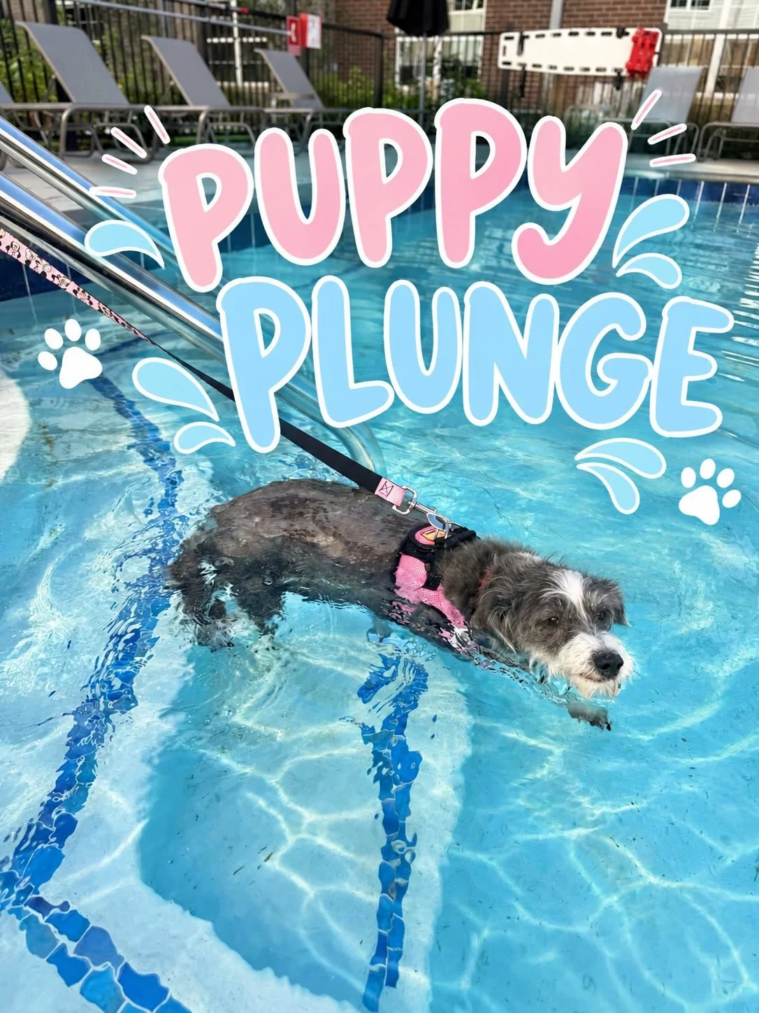 Today was paws-itively perfect at Quincy Lofts! 🐾💦 Our Puppy Plunge had some happy pups! 🐶🩵We loved seeing our furry residents enjoy the pool! ☀️🐾

#QuincyLofts #PuppyPlunge #QuincyLiving #PetFriendlyLiving #residentevents 🐕💦