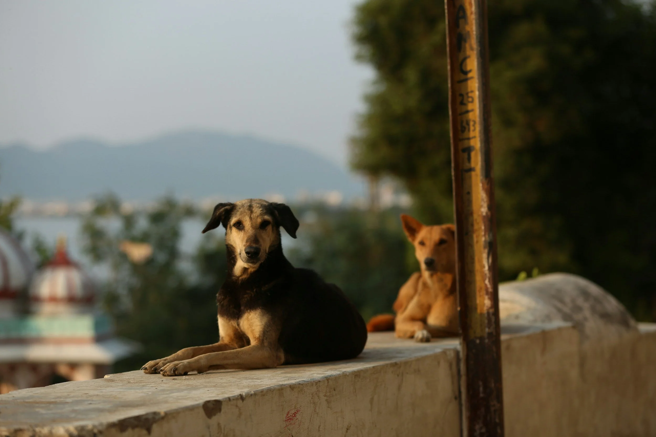 Tierschutzhunde – Hunde aus dem Auslandstierschutz