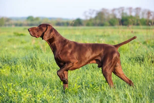 Webinar: Jagdhunde ohne Jagd – sinnvoll auslasten &amp; entspannt führen
