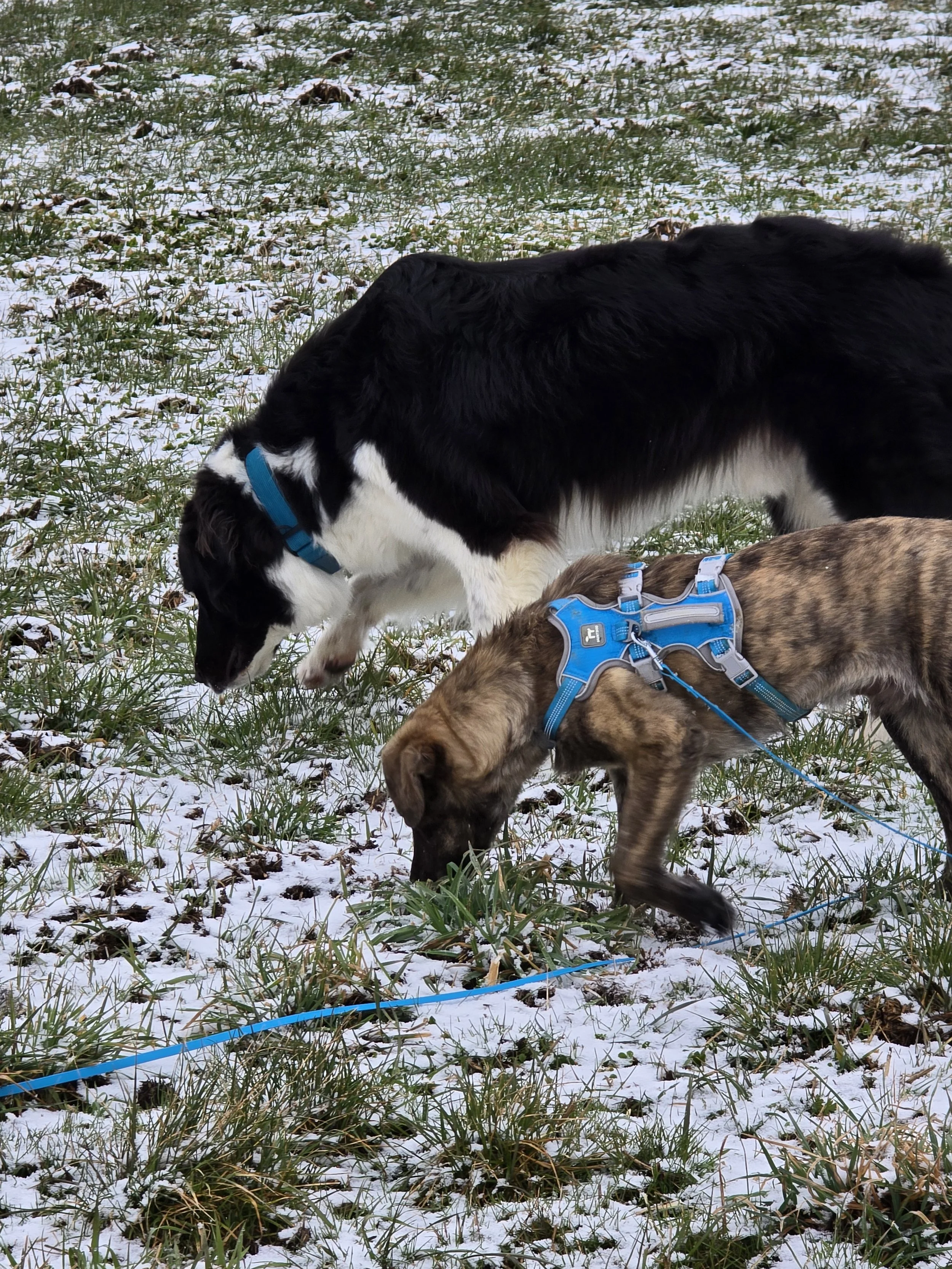 Tierschutzhunde aus dem Ausland - Sicherheit