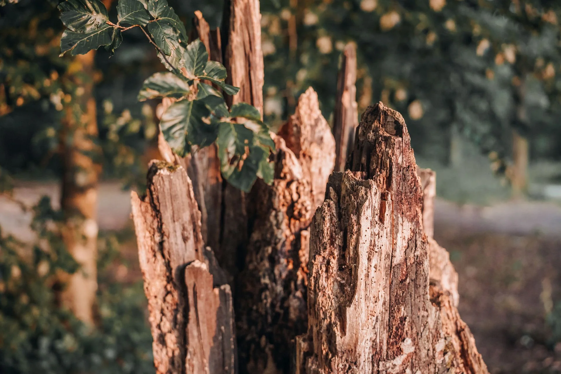 Holzstumpf mit grünen Blättern im Hintergrund in einer natürlichen Umgebung.