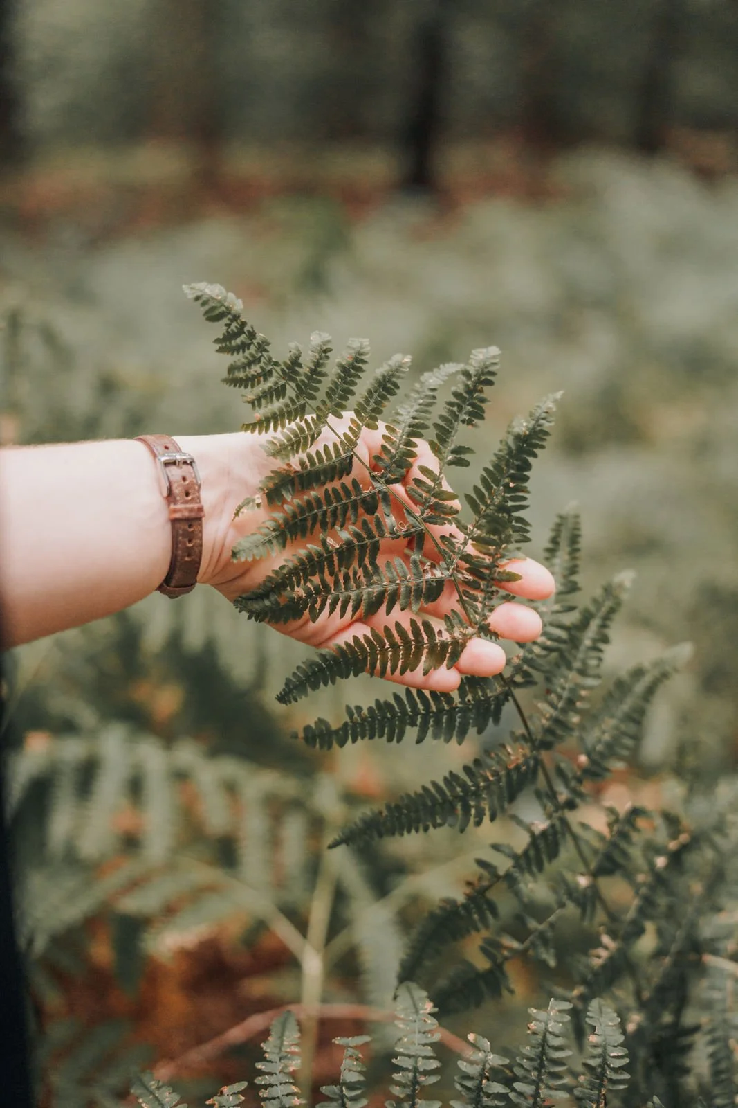 Hand hält einen Farn im Freien, im Hintergrund unscharfer Wald.