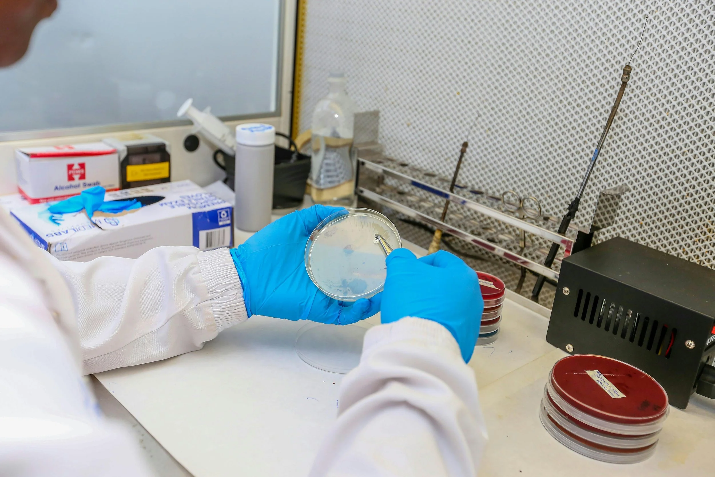 A scientist working in a laboratory, handling a petri dish with a microbial culture, wearing blue gloves and a white lab coat. The workspace contains laboratory equipment, petri dishes, and safety supplies.