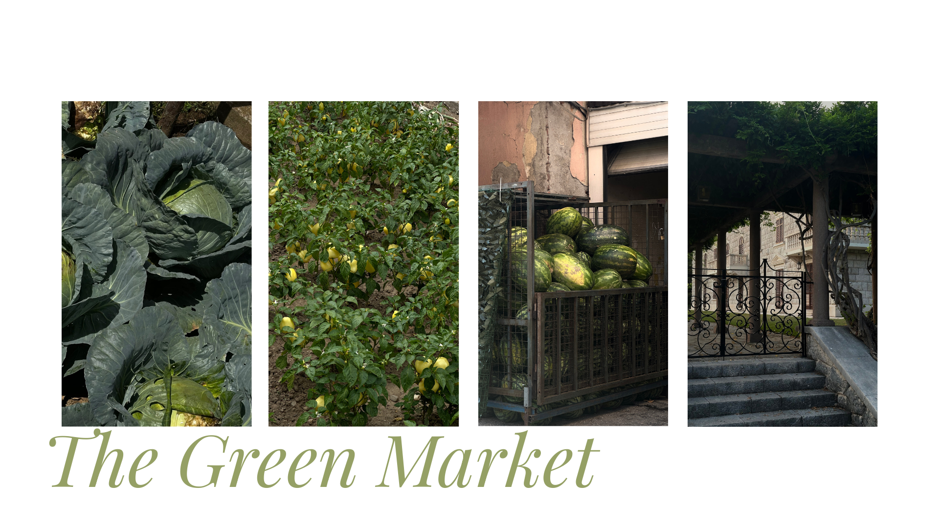 Collage of four images: a close-up of lush green cabbage leaves, a lemon tree with many lemons, a stack of watermelons in a cage, and a vine-covered staircase leading to a doorway.